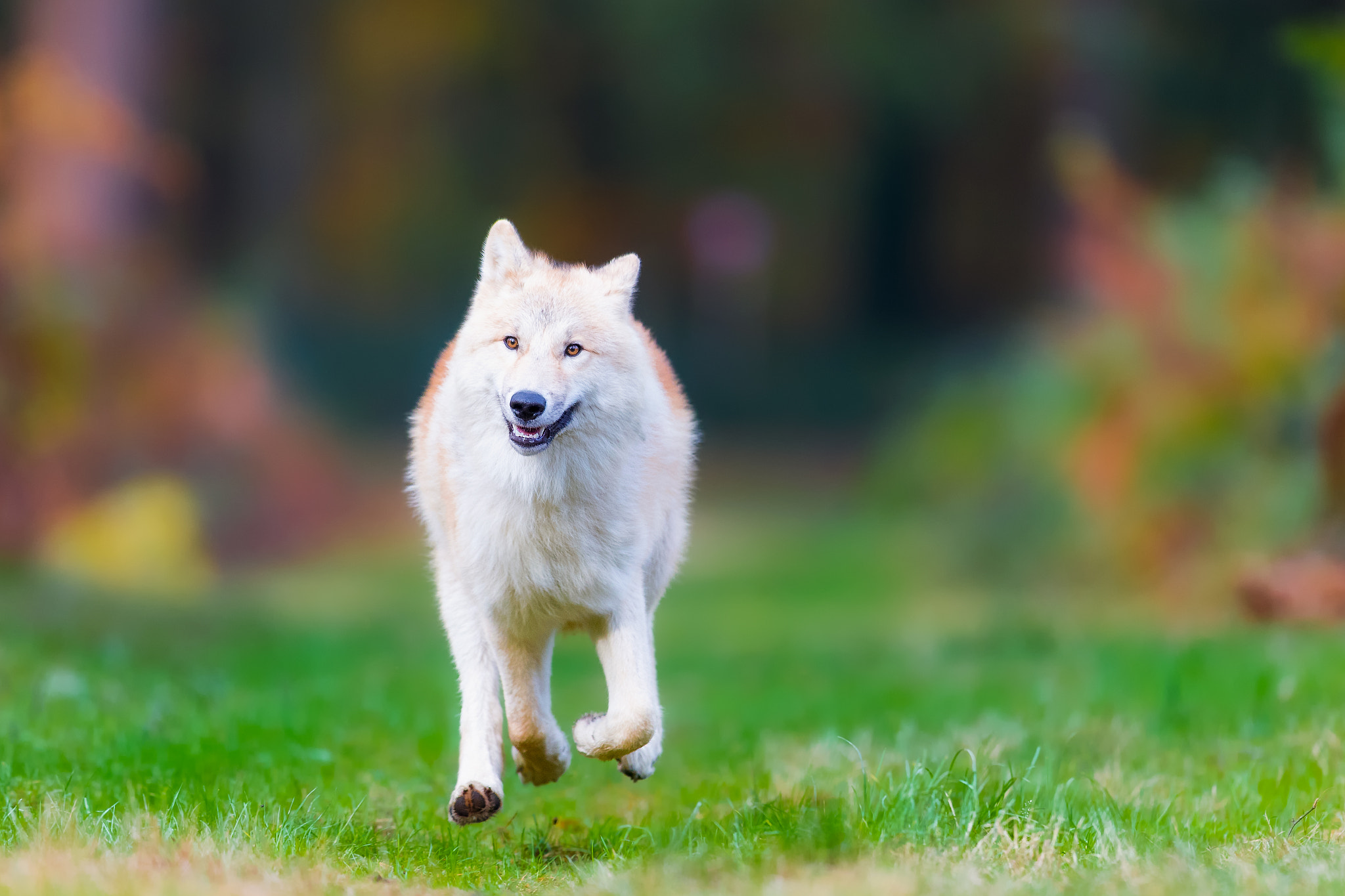 Canon EF 400mm F2.8L IS II USM sample photo. I´m runing.. photography
