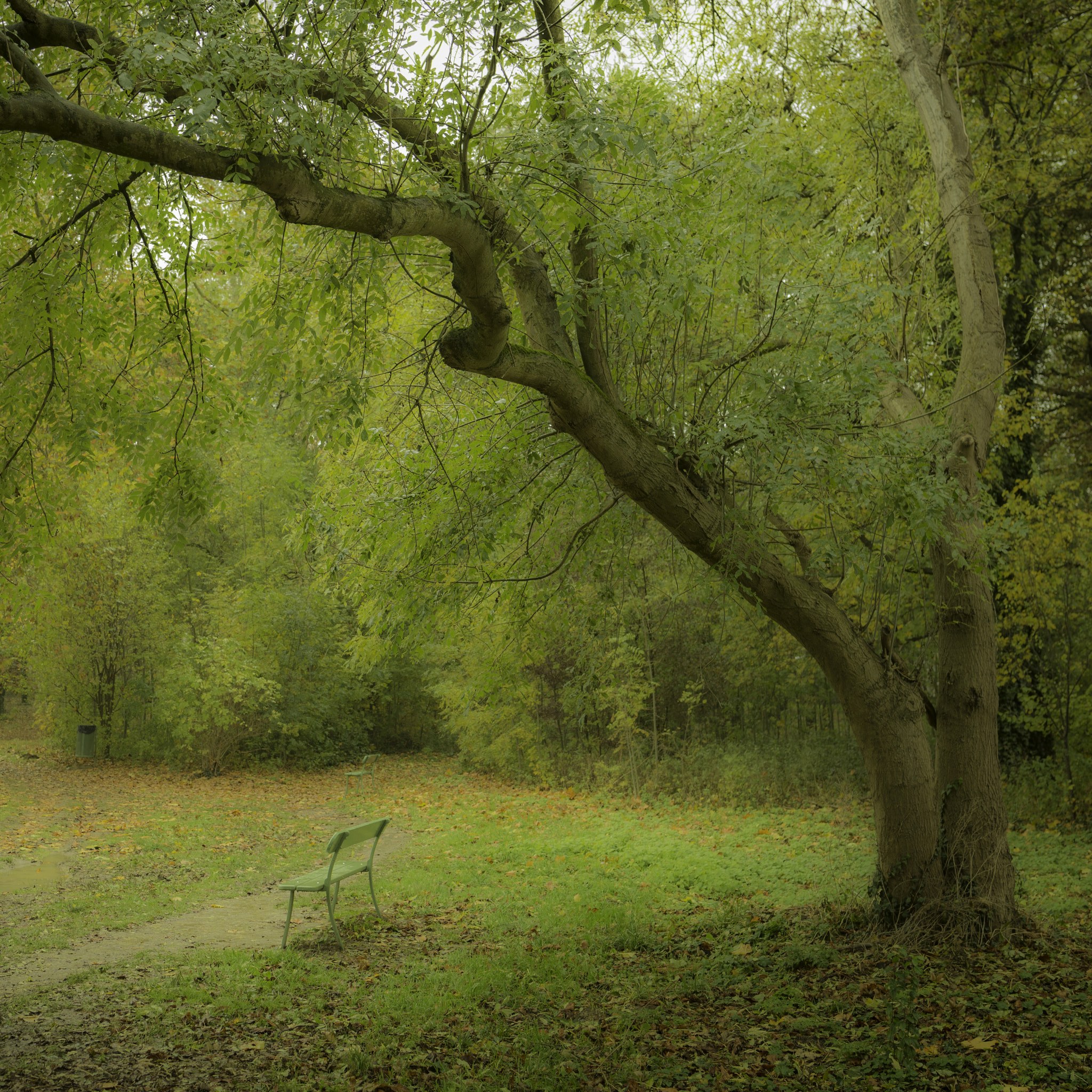 Nikon D610 sample photo. Banc sous une branche photography