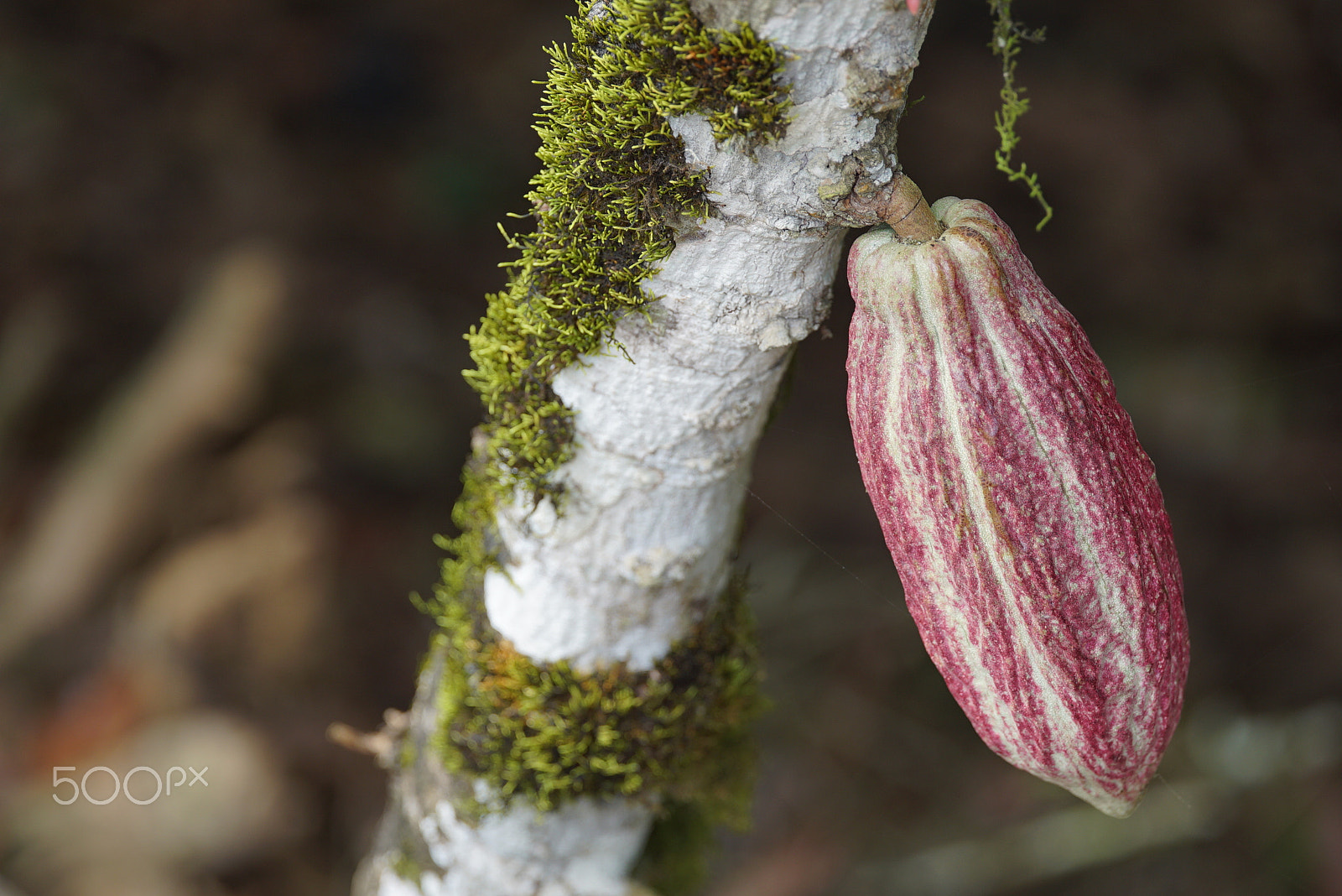 Sony a7S sample photo. Dsc photography