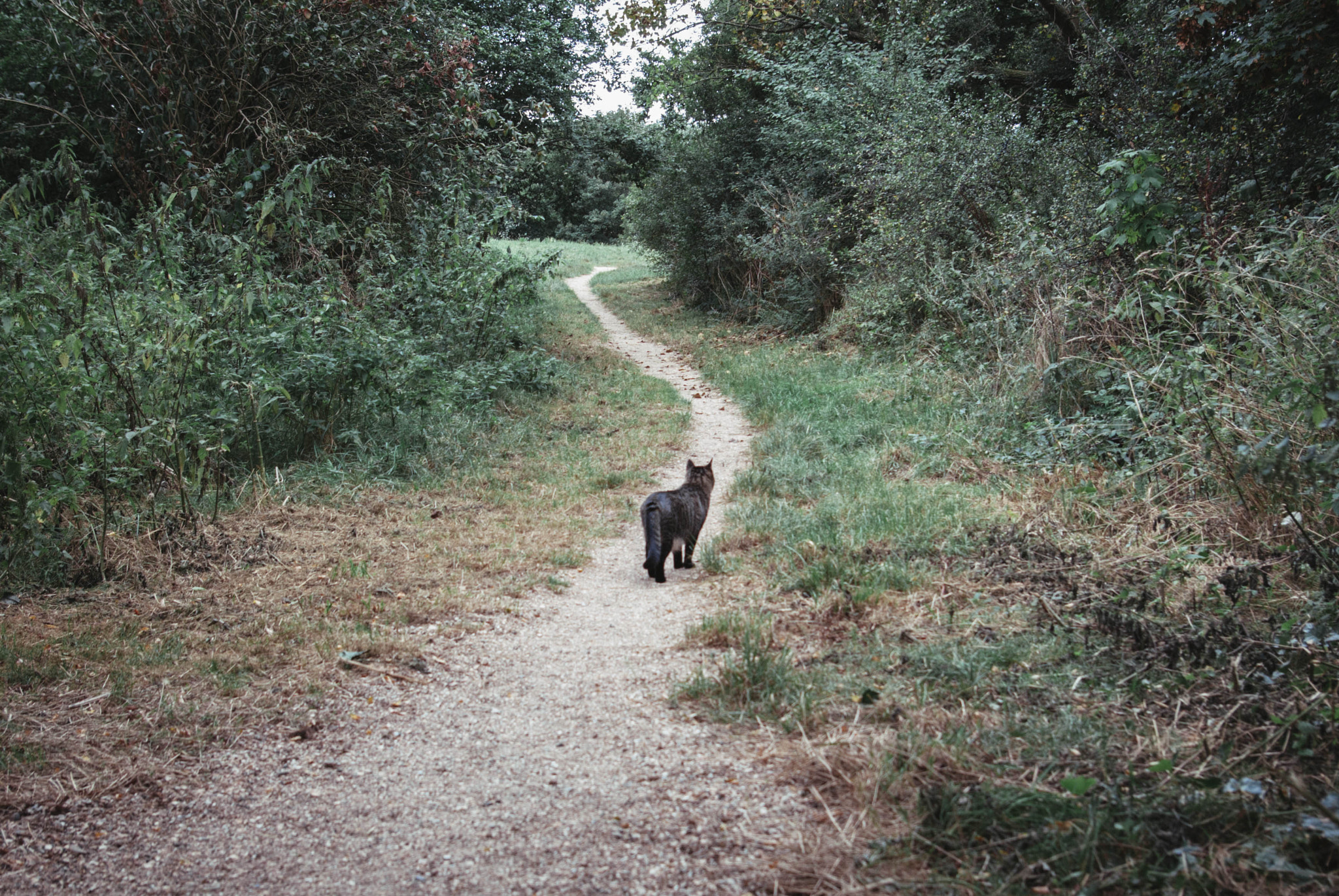 Samsung GX-10 sample photo. Brave cat photography
