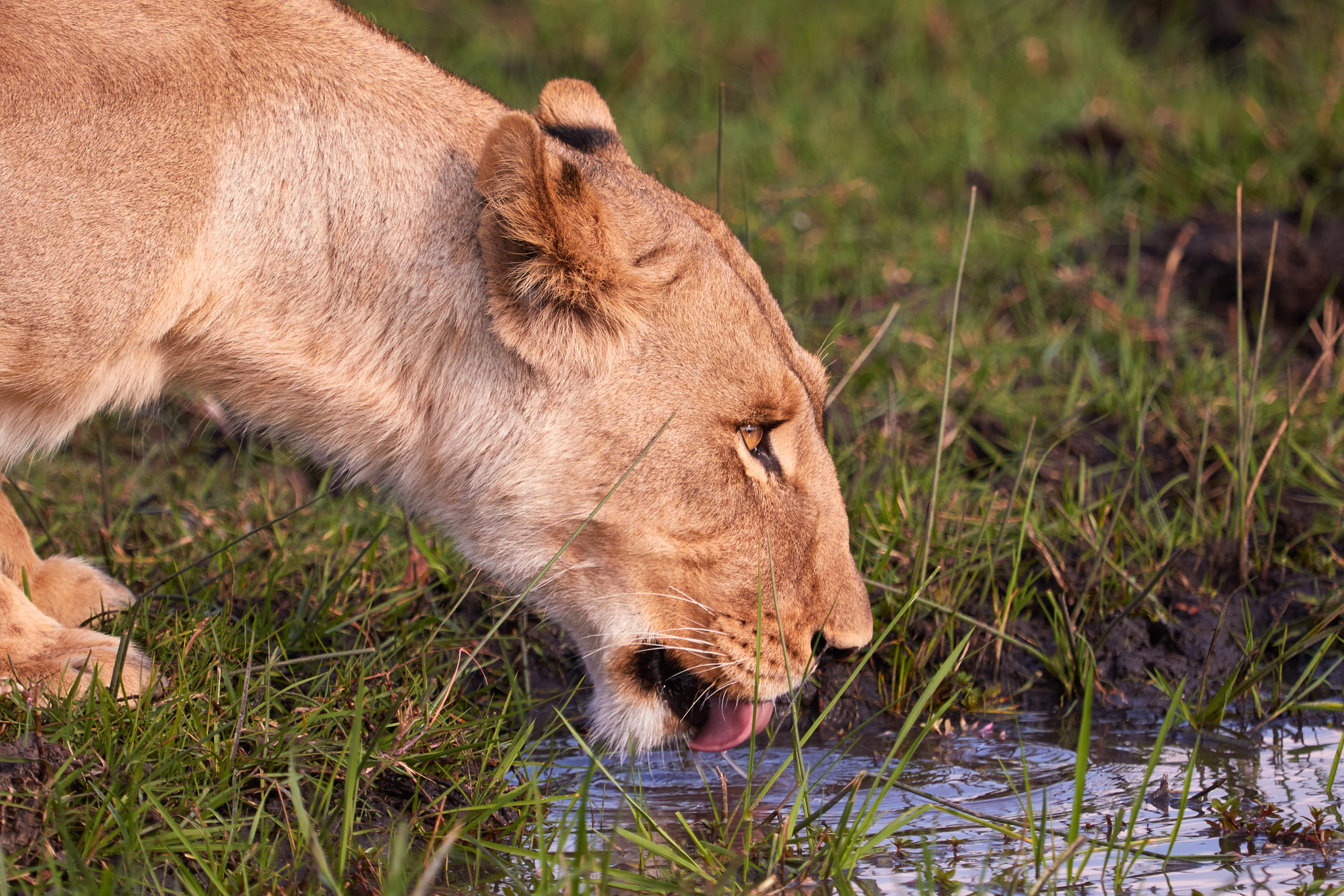 Canon EOS 7D Mark II + Canon EF 100-400mm F4.5-5.6L IS USM sample photo. Thirsty lioness photography