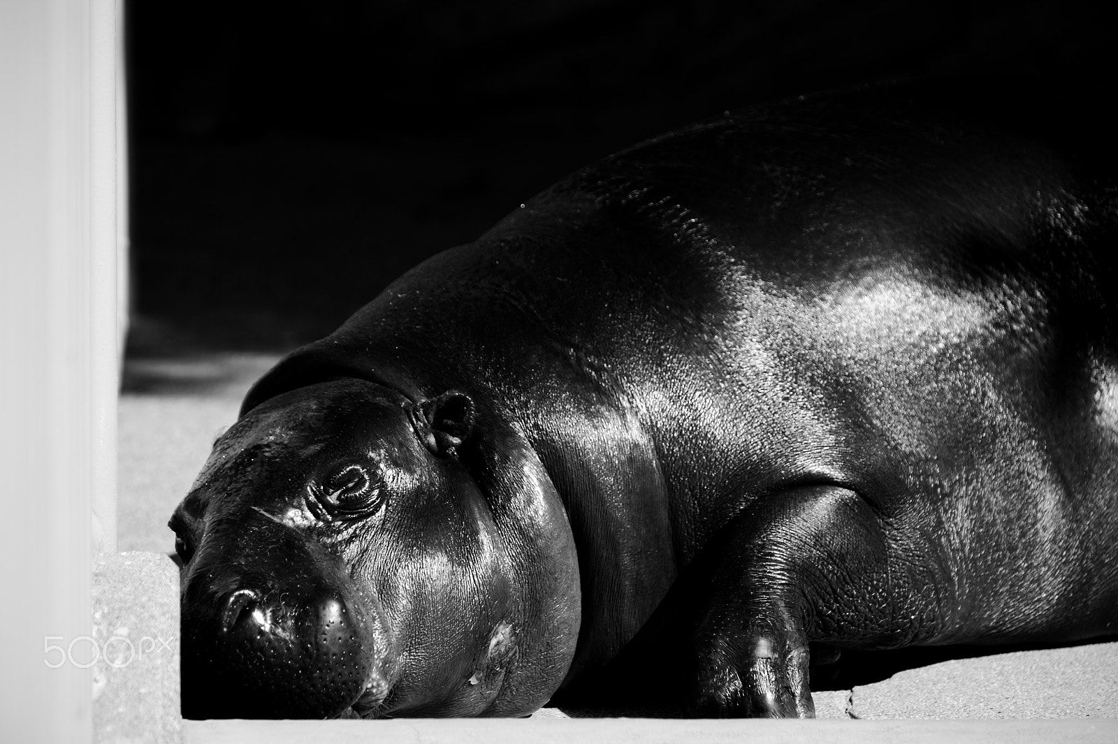 Nikon D3S sample photo. Sleeping photography
