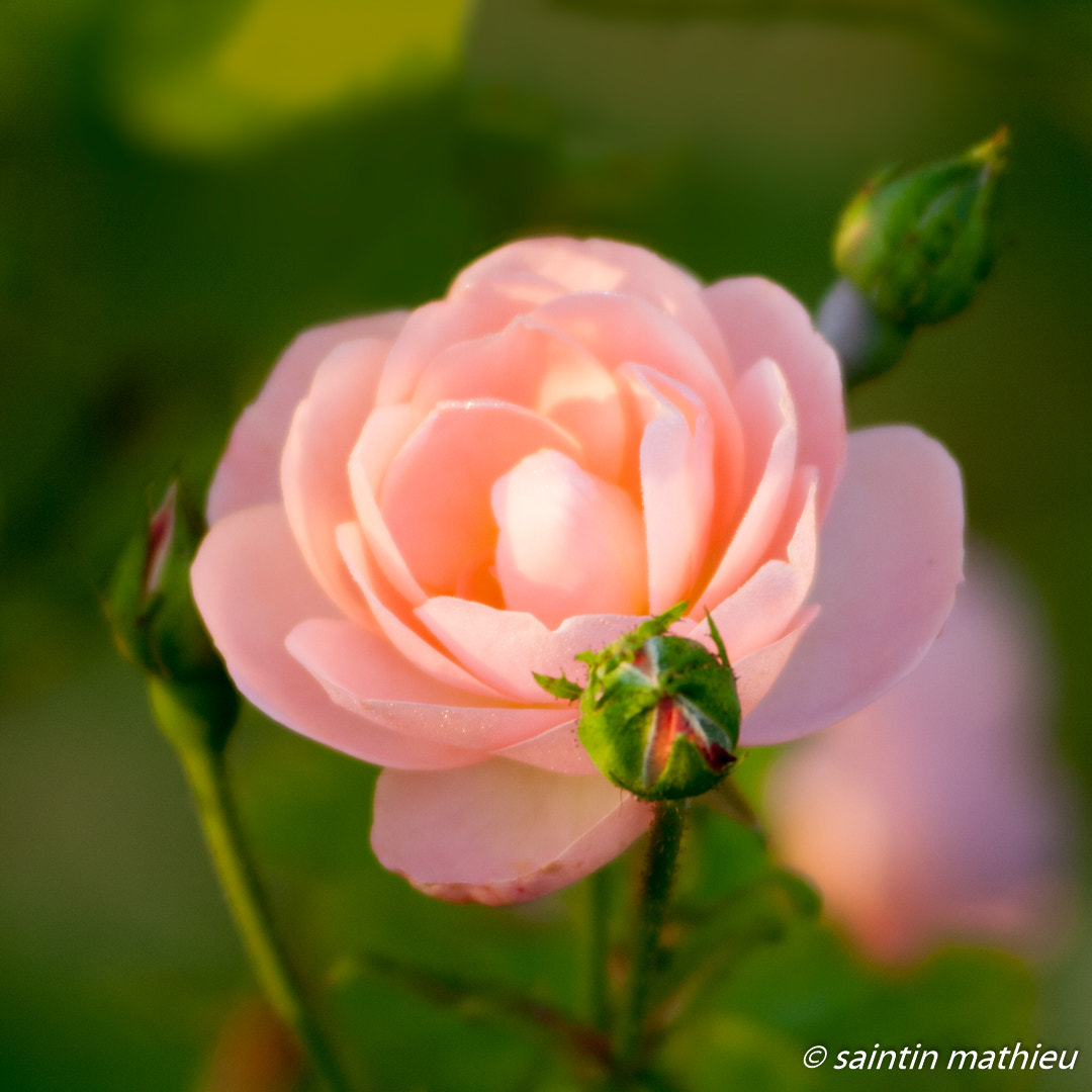 Canon EF 55-200mm F4.5-5.6 II USM sample photo. Rose photography