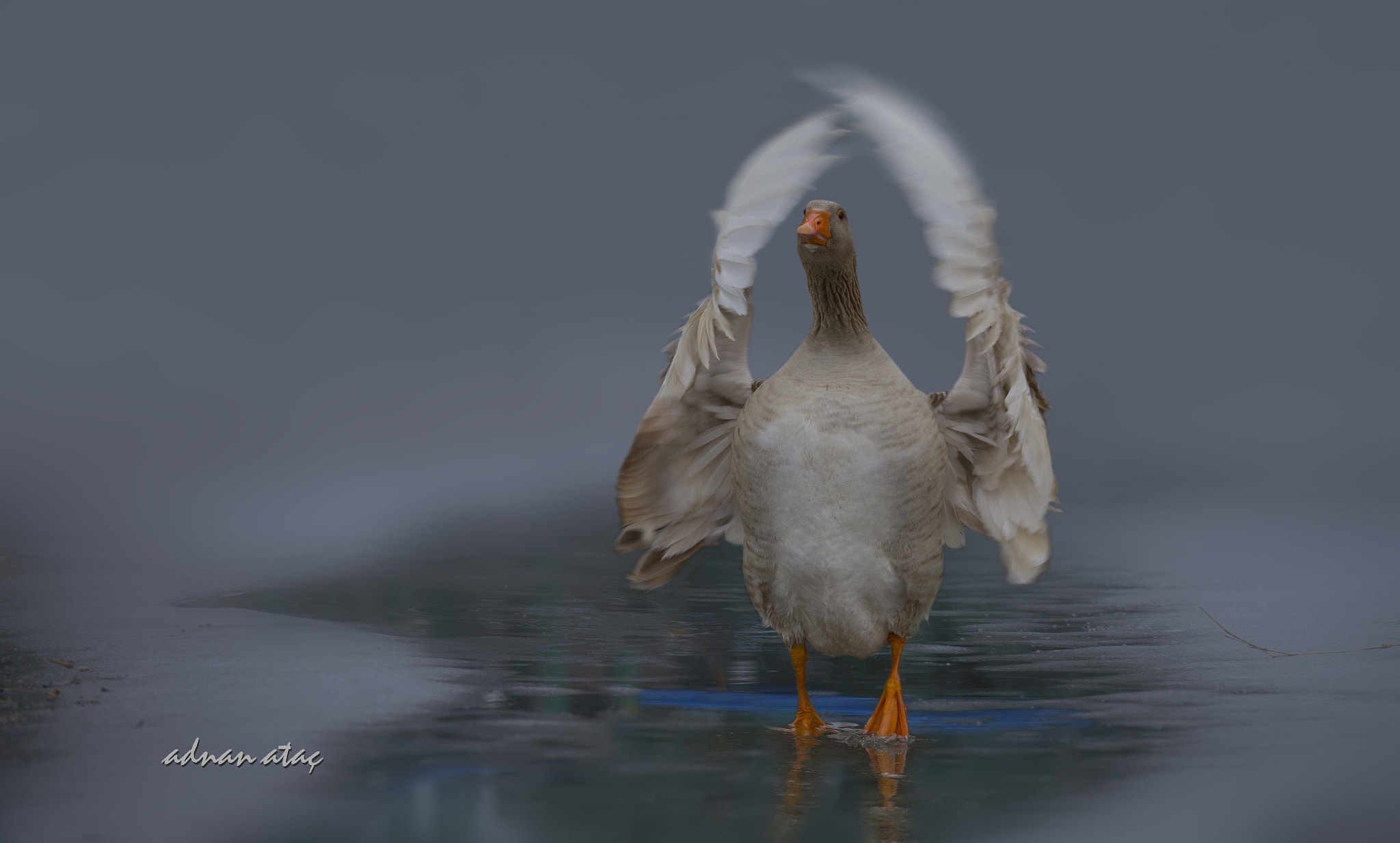 Sigma 150-600mm F5-6.3 DG OS HSM | S sample photo. Kaz - anserini - goose photography
