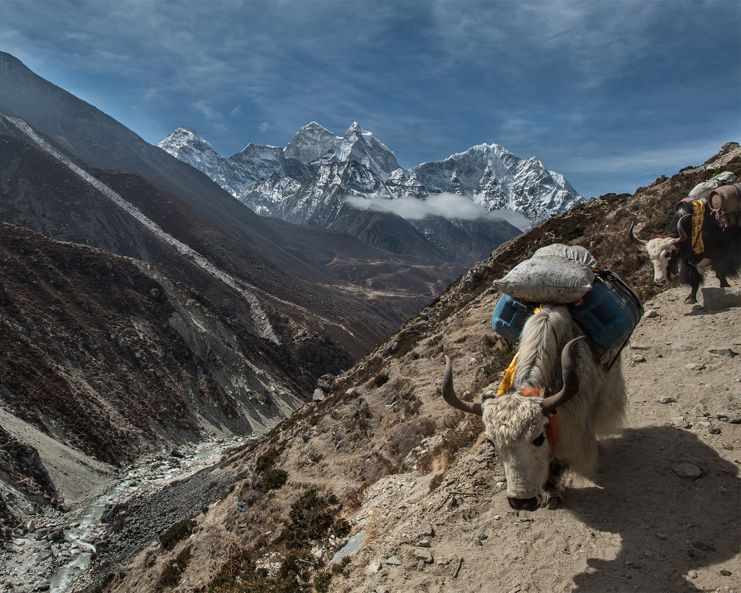 Nikon D800 + Nikon AF-S Nikkor 24mm F1.4G ED sample photo. Hard to be a yak photography