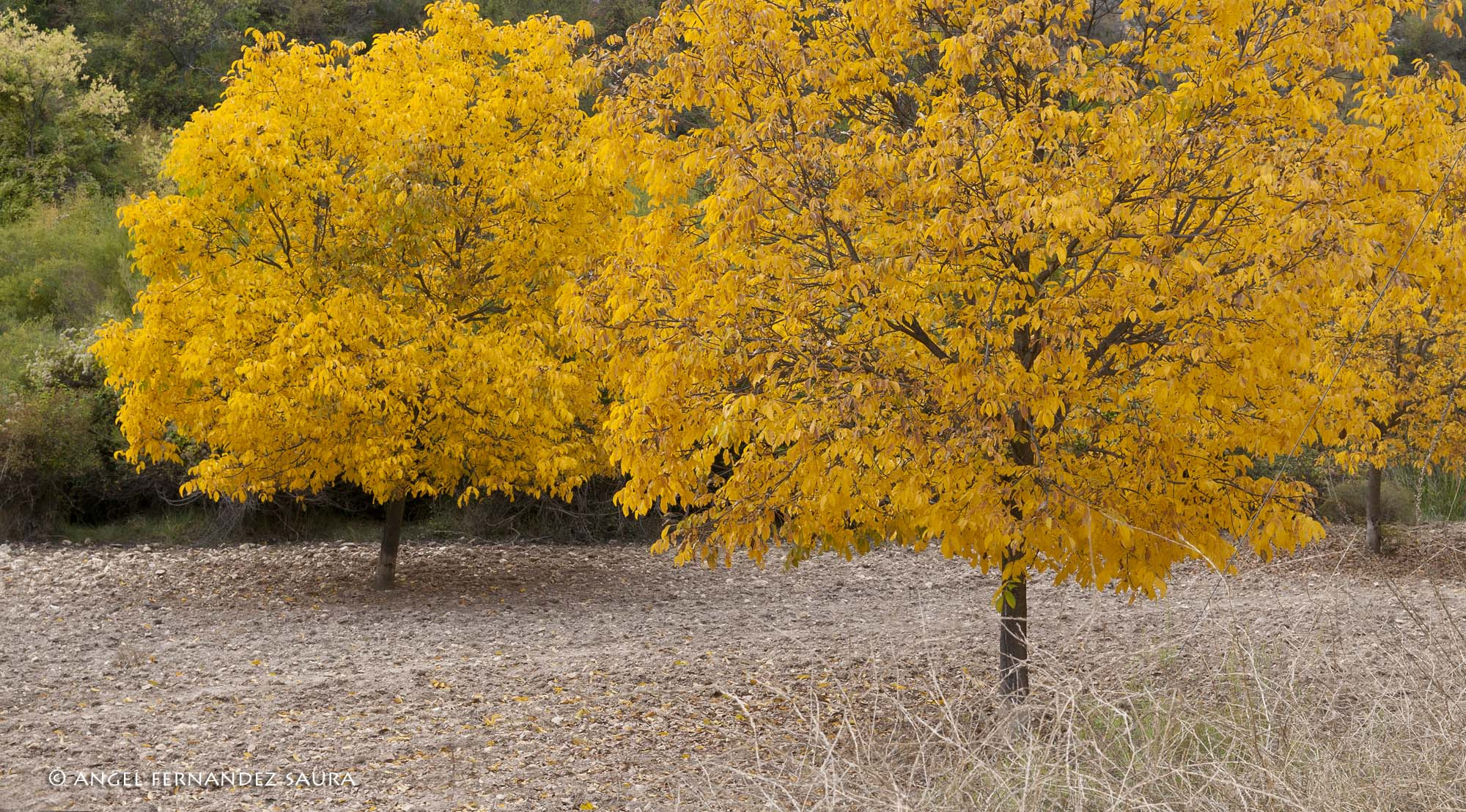 Nikon D300 sample photo. Autumn colors photography