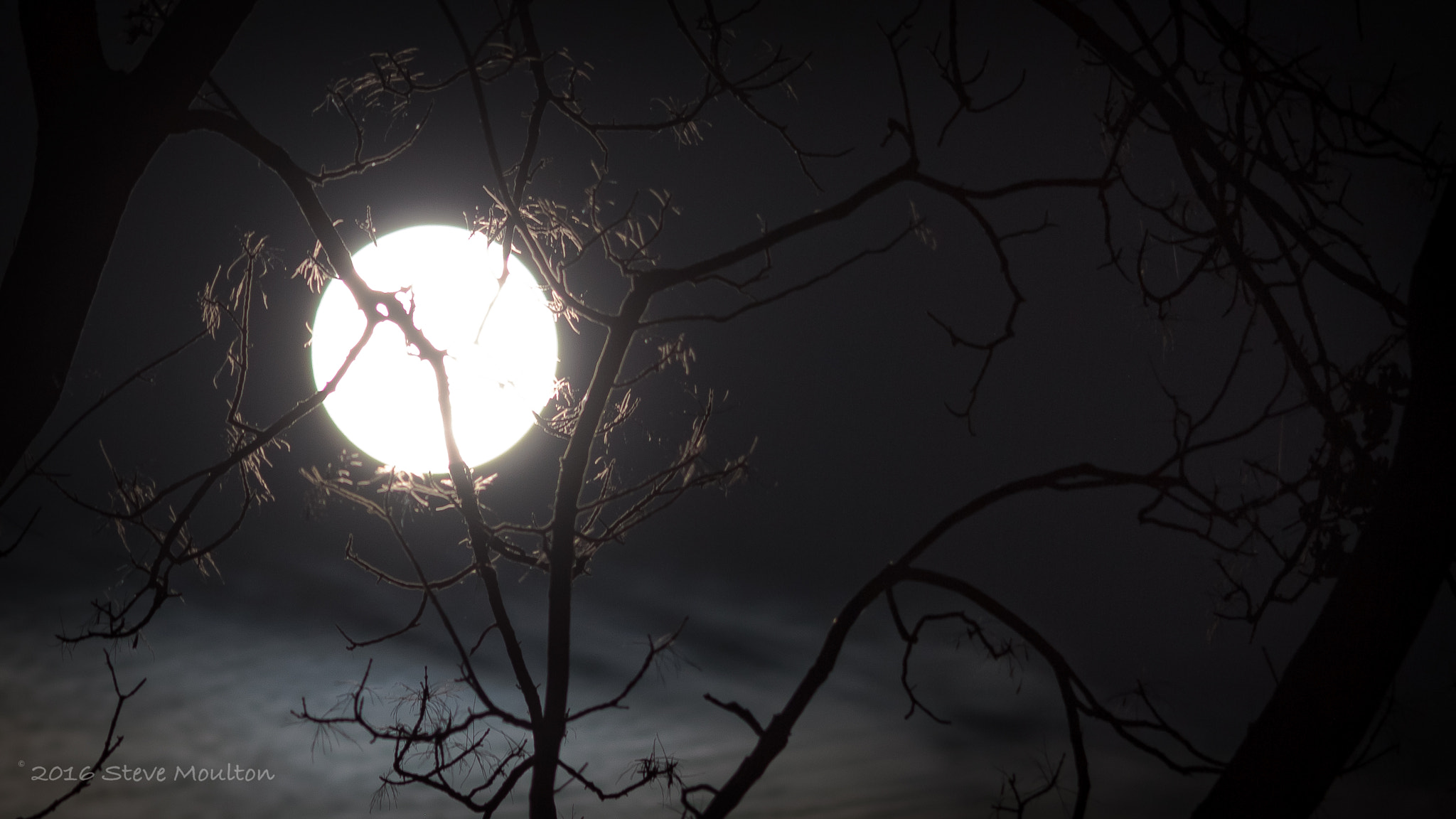 Sigma 150-500mm F5-6.3 DG OS HSM sample photo. Super moon glistening leaves photography