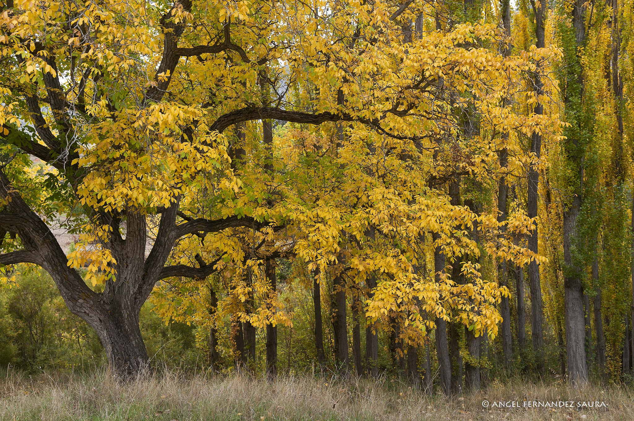 Nikon D300 sample photo. Autumn colors photography