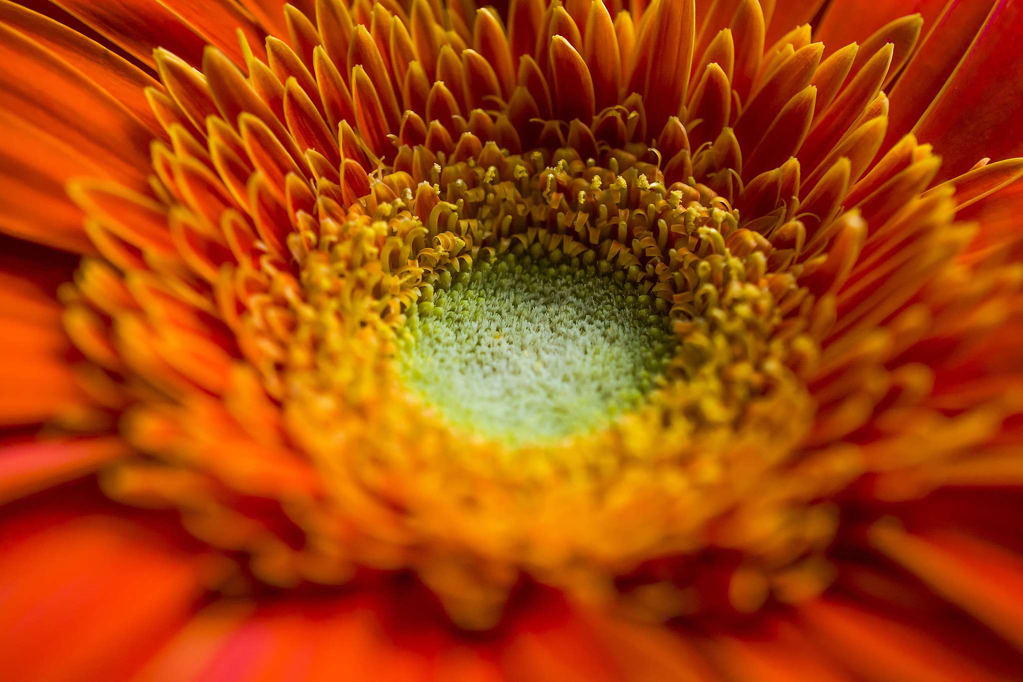 Nikon AF-S DX Micro Nikkor 40mm F2.8 sample photo. Gerbera photography