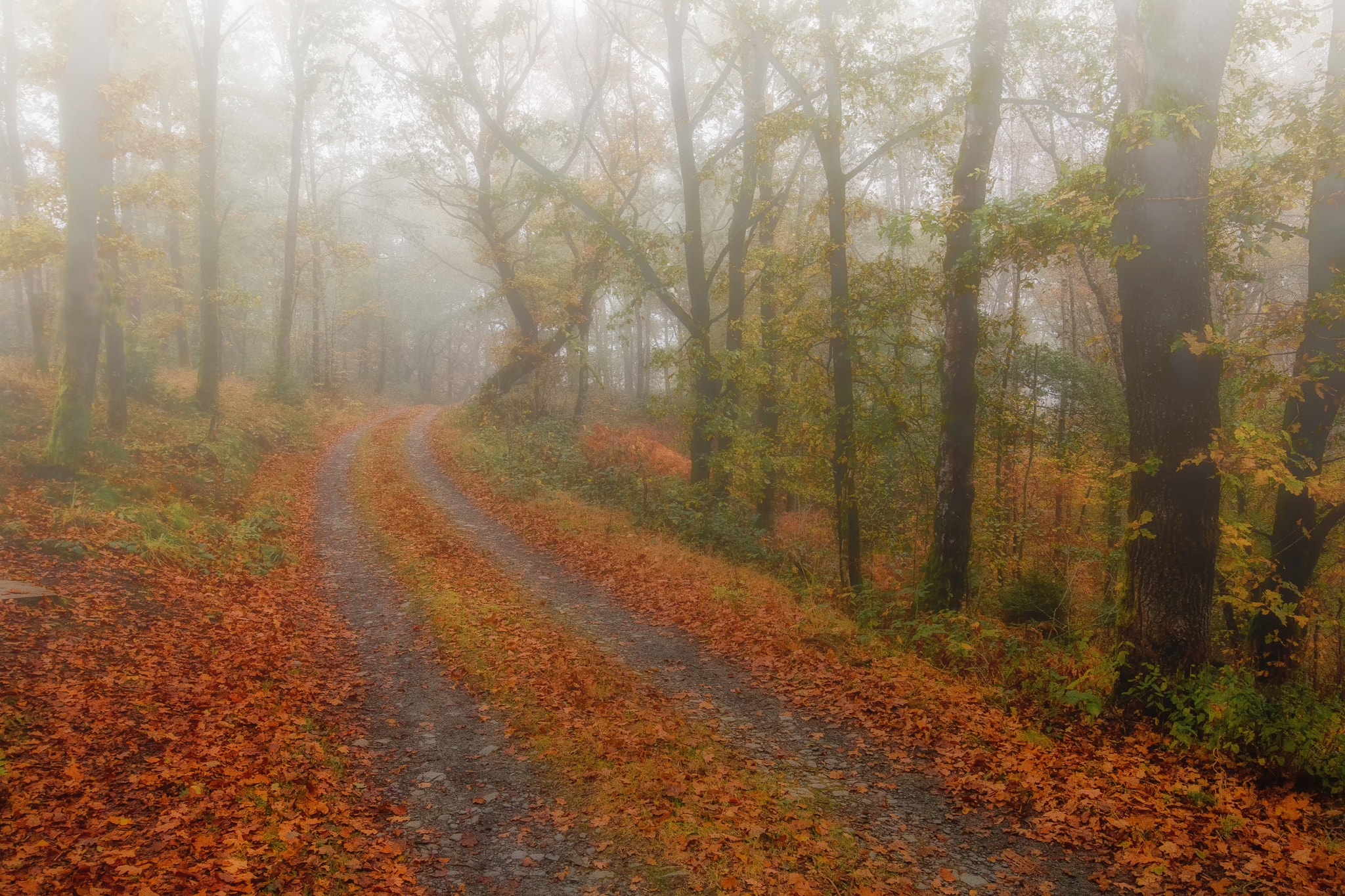 Canon EOS 70D + Canon EF 16-35mm F4L IS USM sample photo. A misty morning in the forest photography