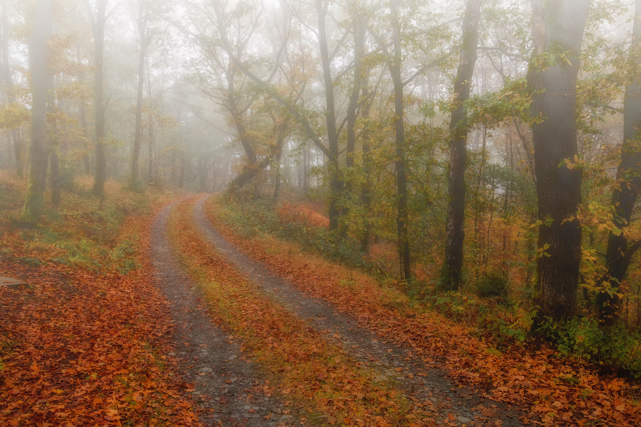 Canon EF 16-35mm F4L IS USM sample photo. A misty morning in the forest photography