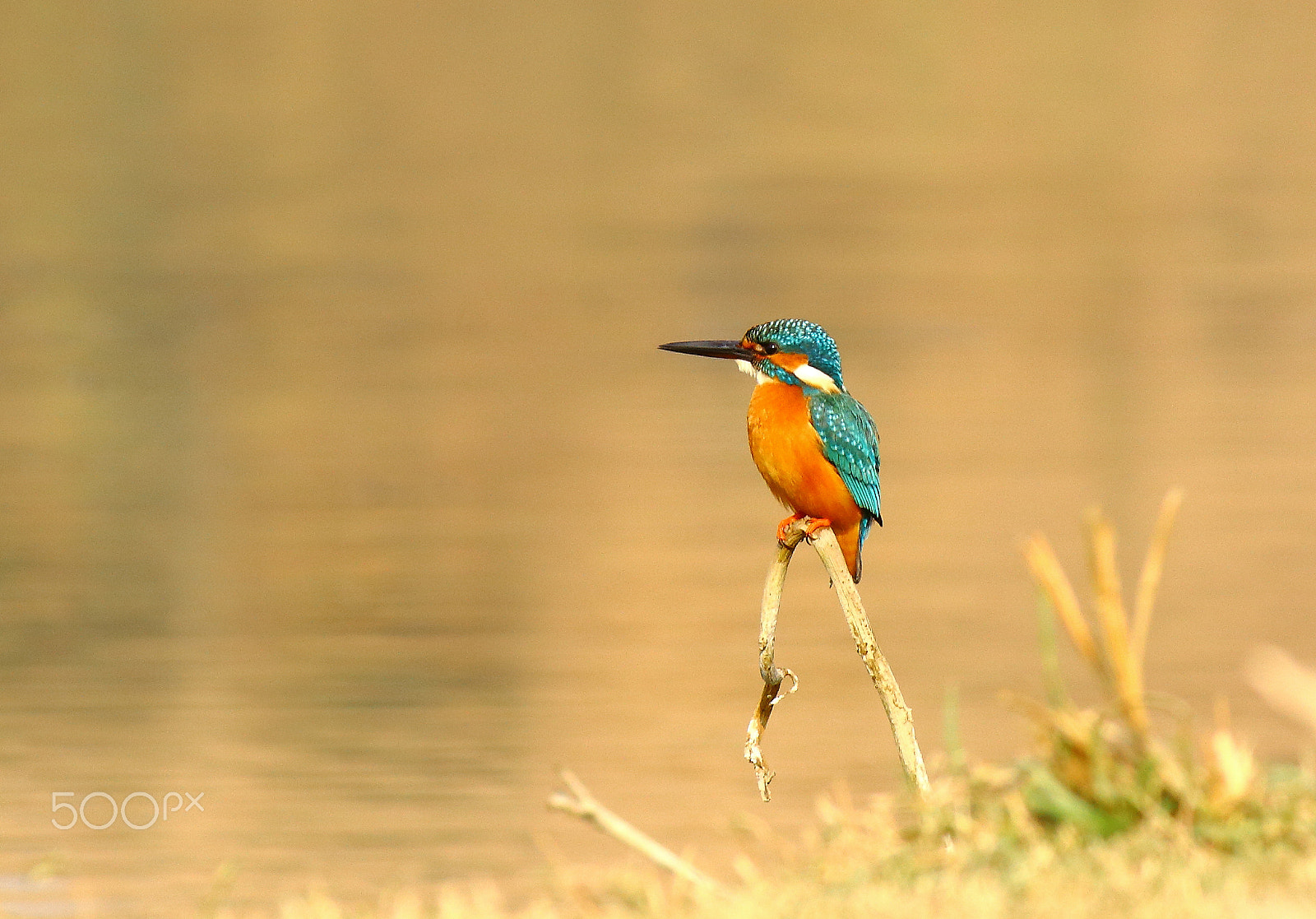 Canon EF-S 55-250mm F4-5.6 IS sample photo. Eurasian kingfisher photography