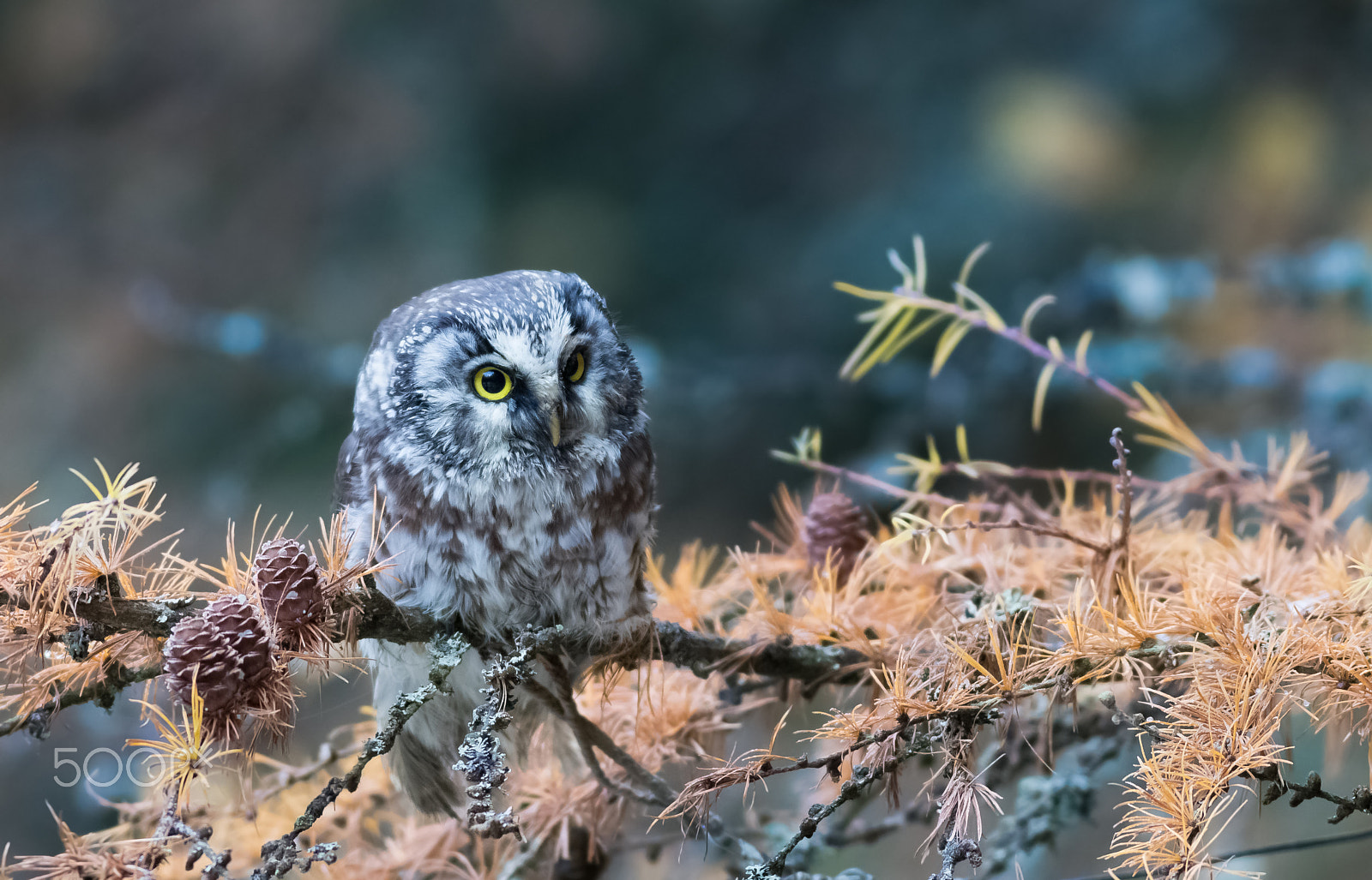 Canon EOS 80D + Canon EF 400mm F5.6L USM sample photo. Sýc rousný-v lidské péči photography