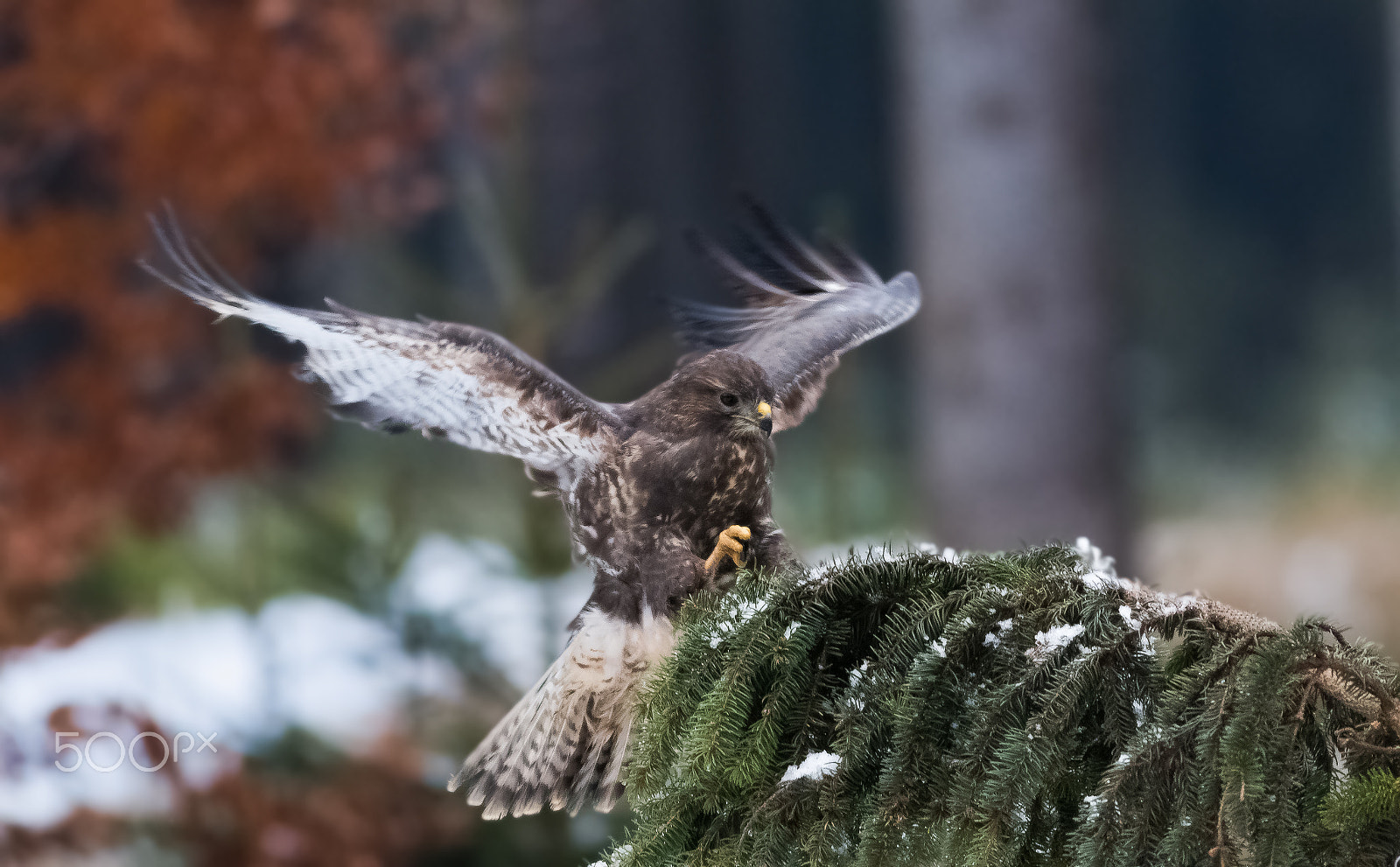 Canon EOS 80D + Canon EF 400mm F5.6L USM sample photo. Káně lesní-v lidské péči photography