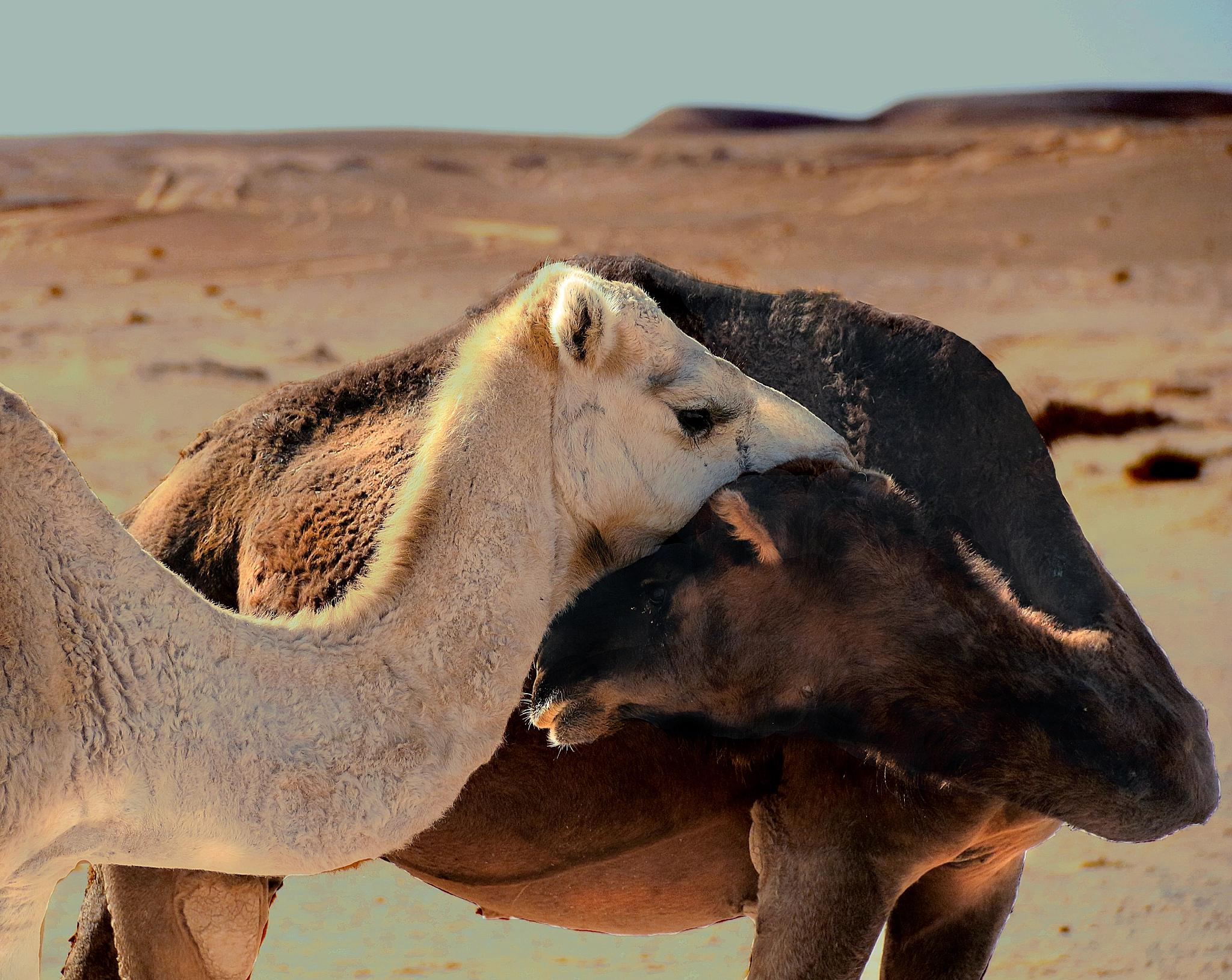 Canon EF-S 18-135mm F3.5-5.6 IS sample photo. The love of camels photography