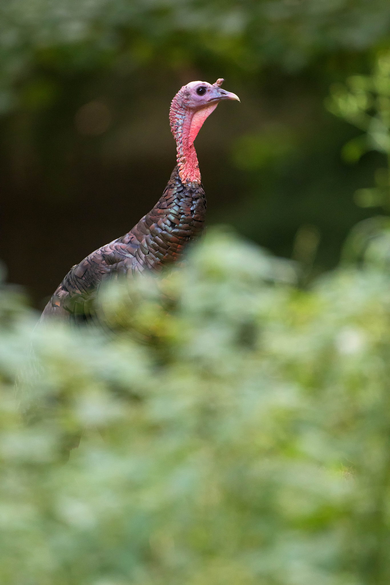 Canon EF 500mm F4L IS USM sample photo. Not long now... photography