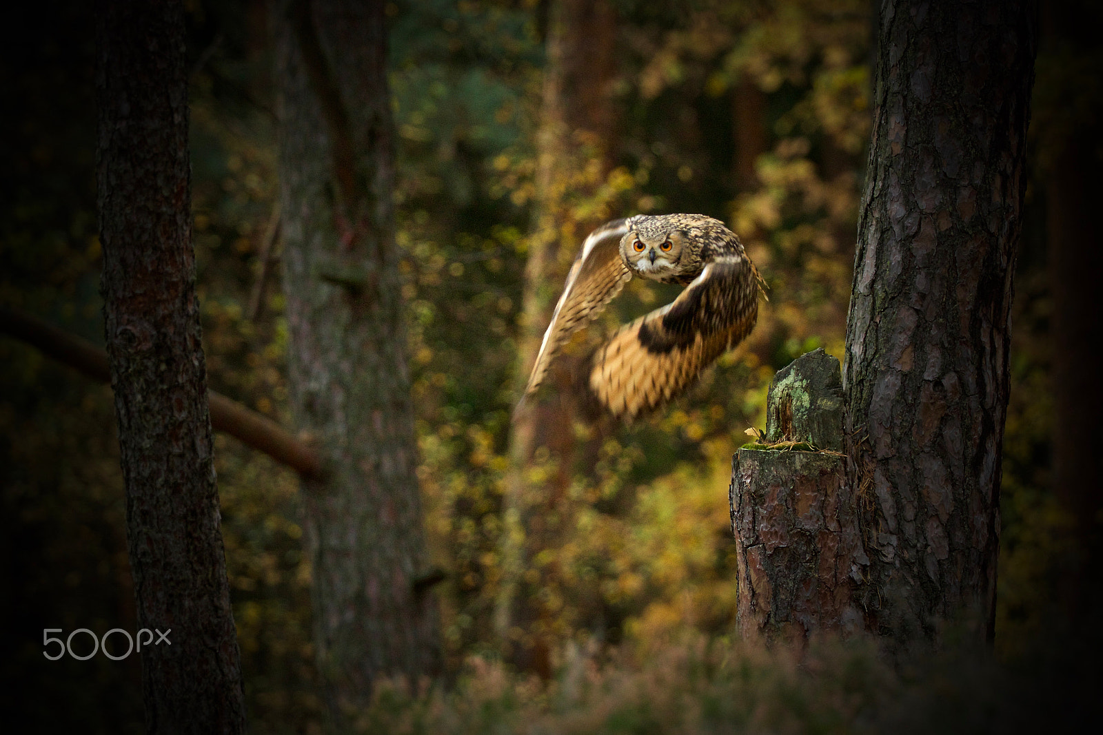 Canon EOS 7D Mark II + Canon EF 200-400mm F4L IS USM Extender 1.4x sample photo. Owl sight photography