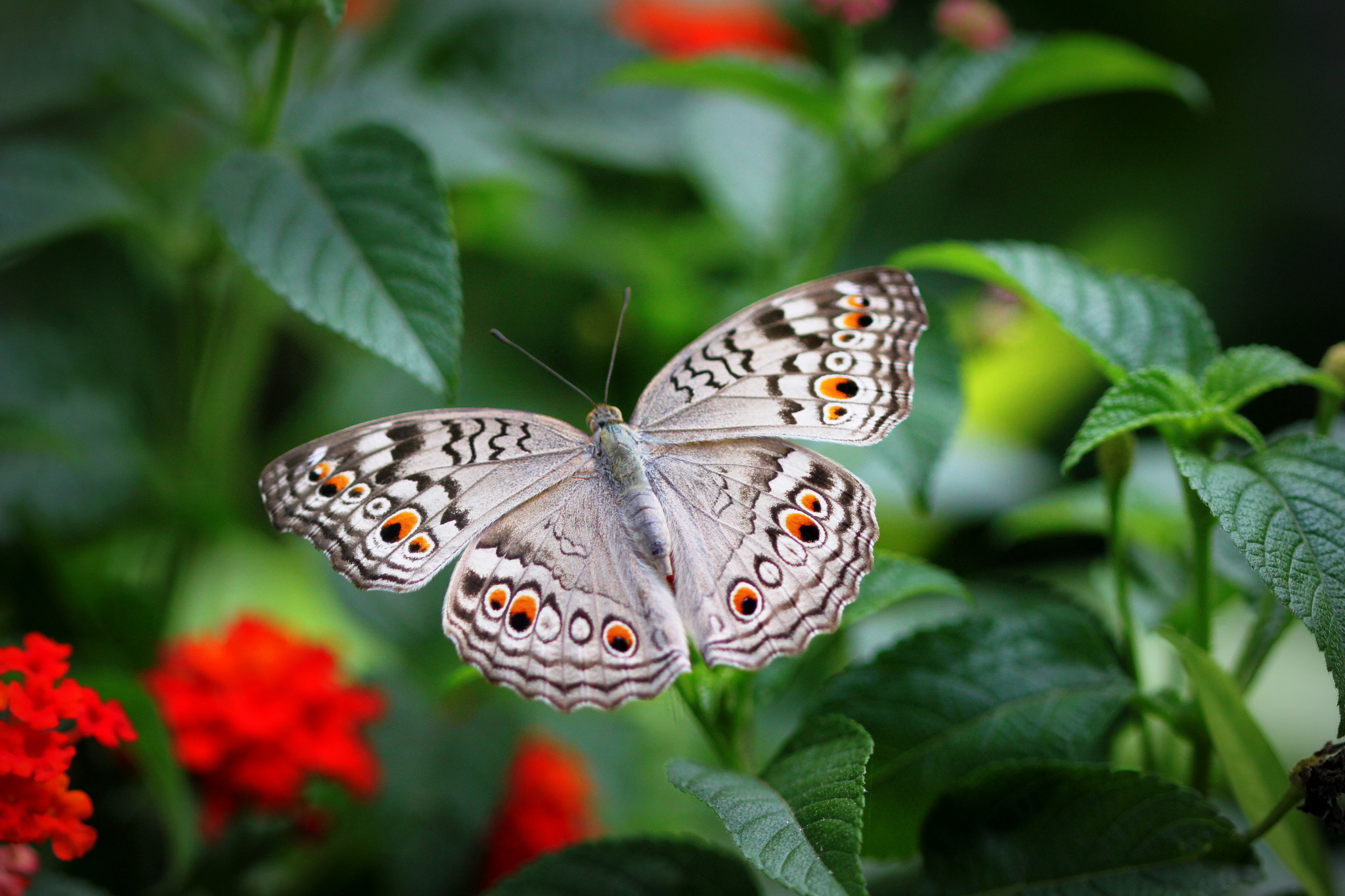 Canon EF 100mm F2.8 Macro USM sample photo. Grey pansy - chandnori photography
