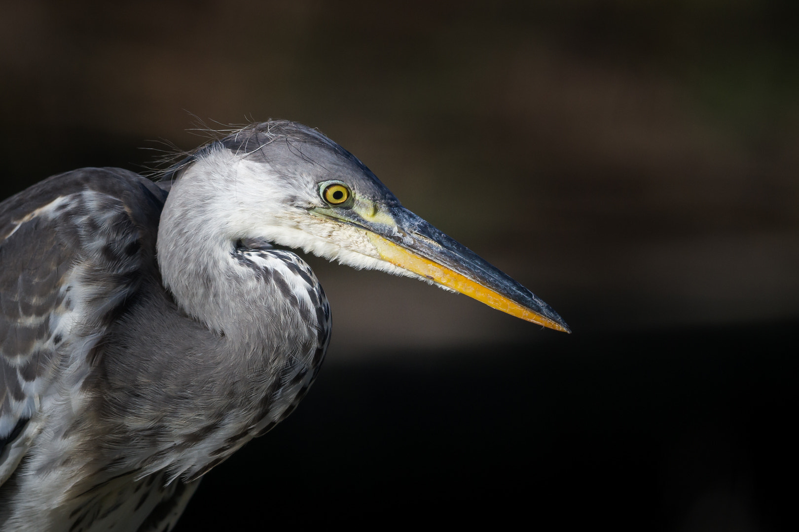 Canon EF 600mm F4L IS II USM sample photo. Portrait photography