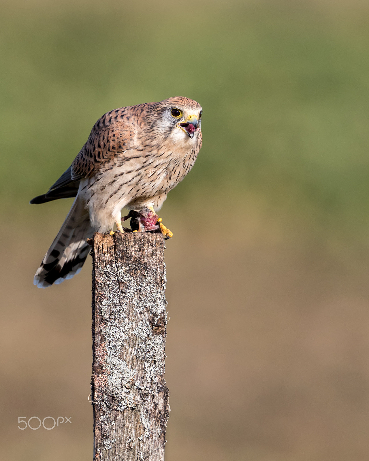 Canon EF 500mm F4L IS II USM sample photo. Kestrel with kill photography