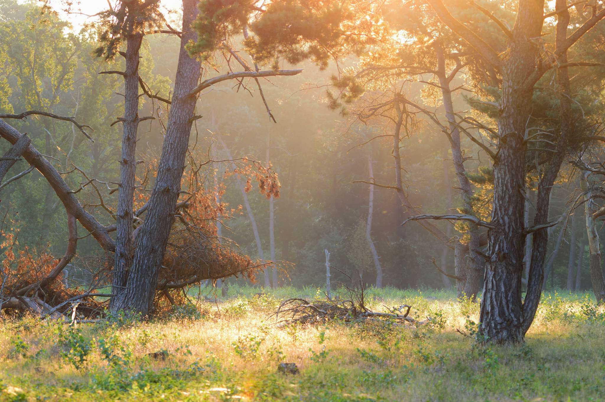 Sigma 150-500mm F5-6.3 DG OS HSM sample photo. Goodmorning photography