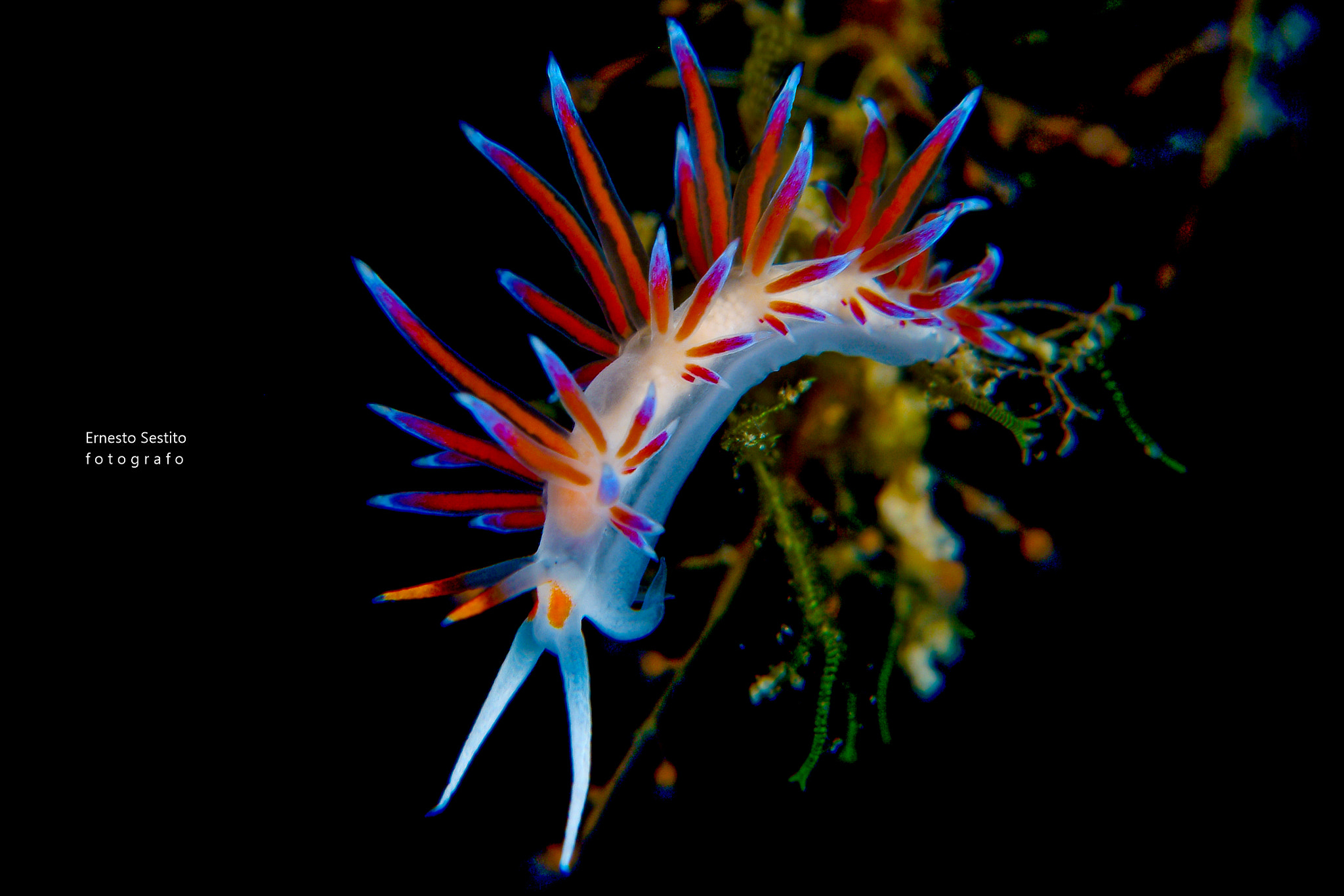 Fujifilm FinePix S2 Pro sample photo. Cratena peregrina photography