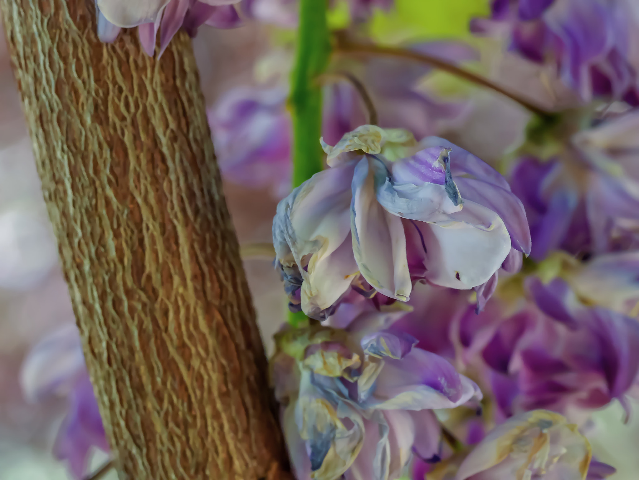 Panasonic DMC-GM1S + Olympus M.Zuiko Digital ED 60mm F2.8 Macro sample photo. Jacaranda photography