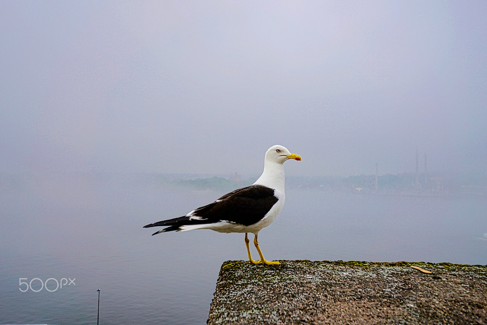 Sony E 10-18mm F4 OSS sample photo. Sea gull_sweden photography