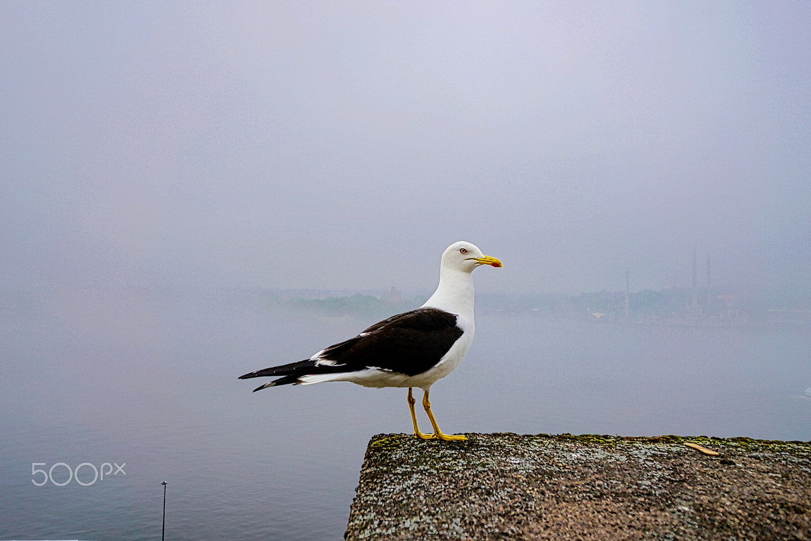 Sony a7R II sample photo. Sea gull_sweden photography