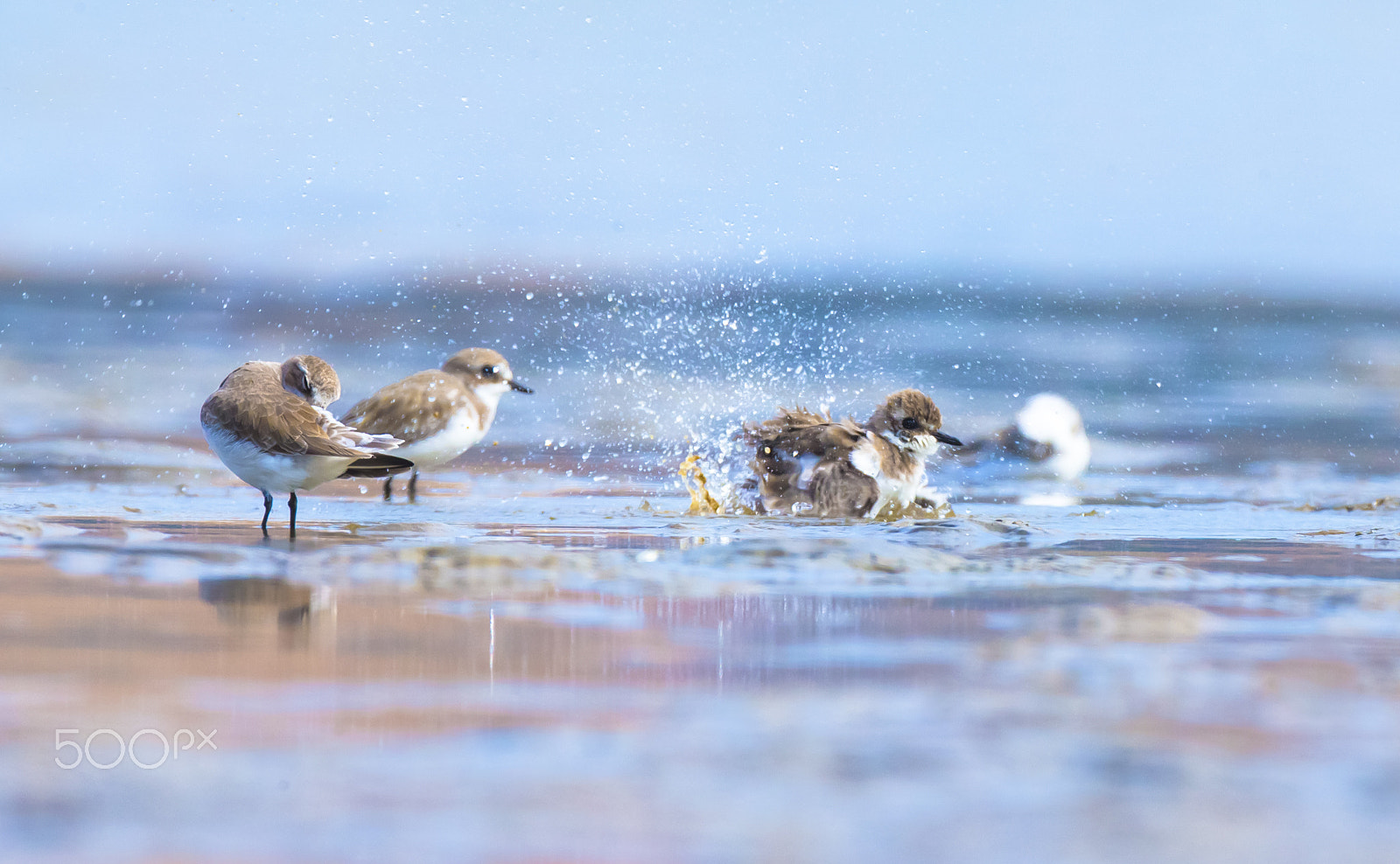 Canon EF 800mm F5.6L IS USM sample photo. Bathing photography