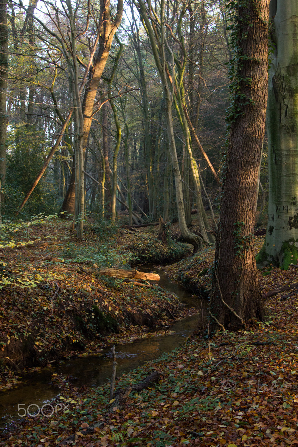 Canon EOS 60D sample photo. Winding through the woods photography