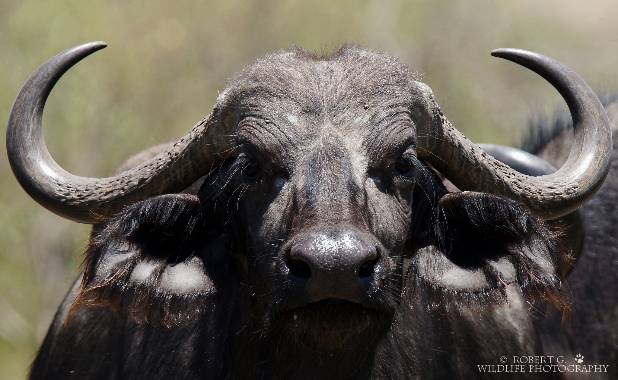 Sony SLT-A77 sample photo. Buffalo with long eyelashes  masai mara 2016 photography