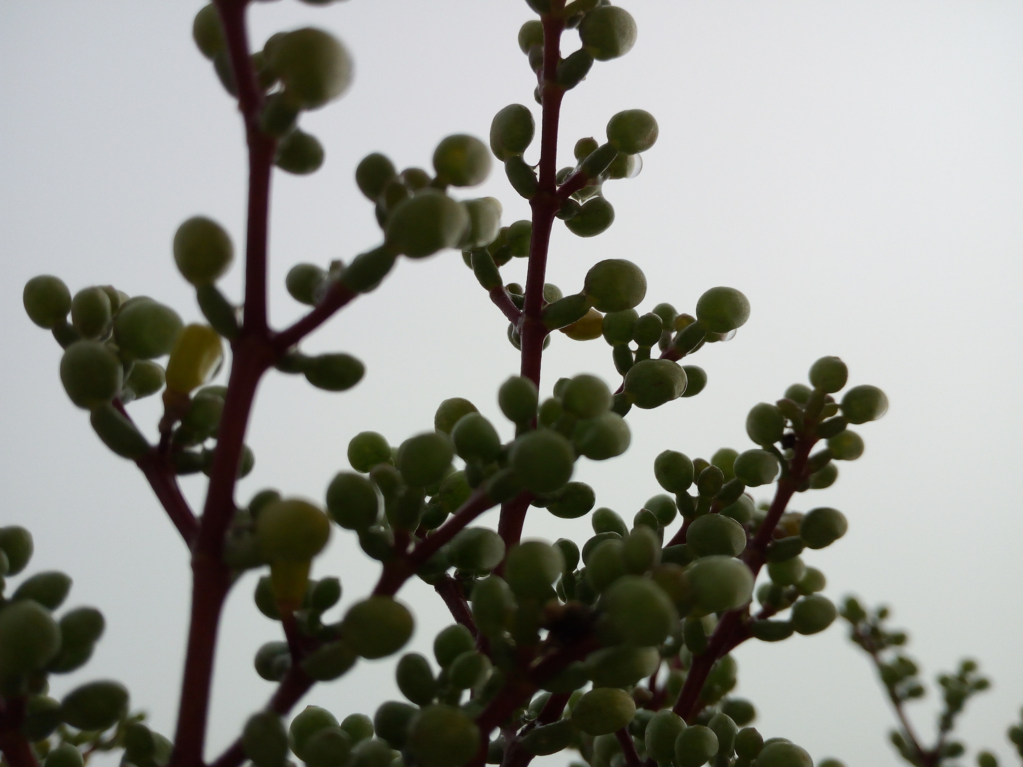 HUAWEI GR3 sample photo