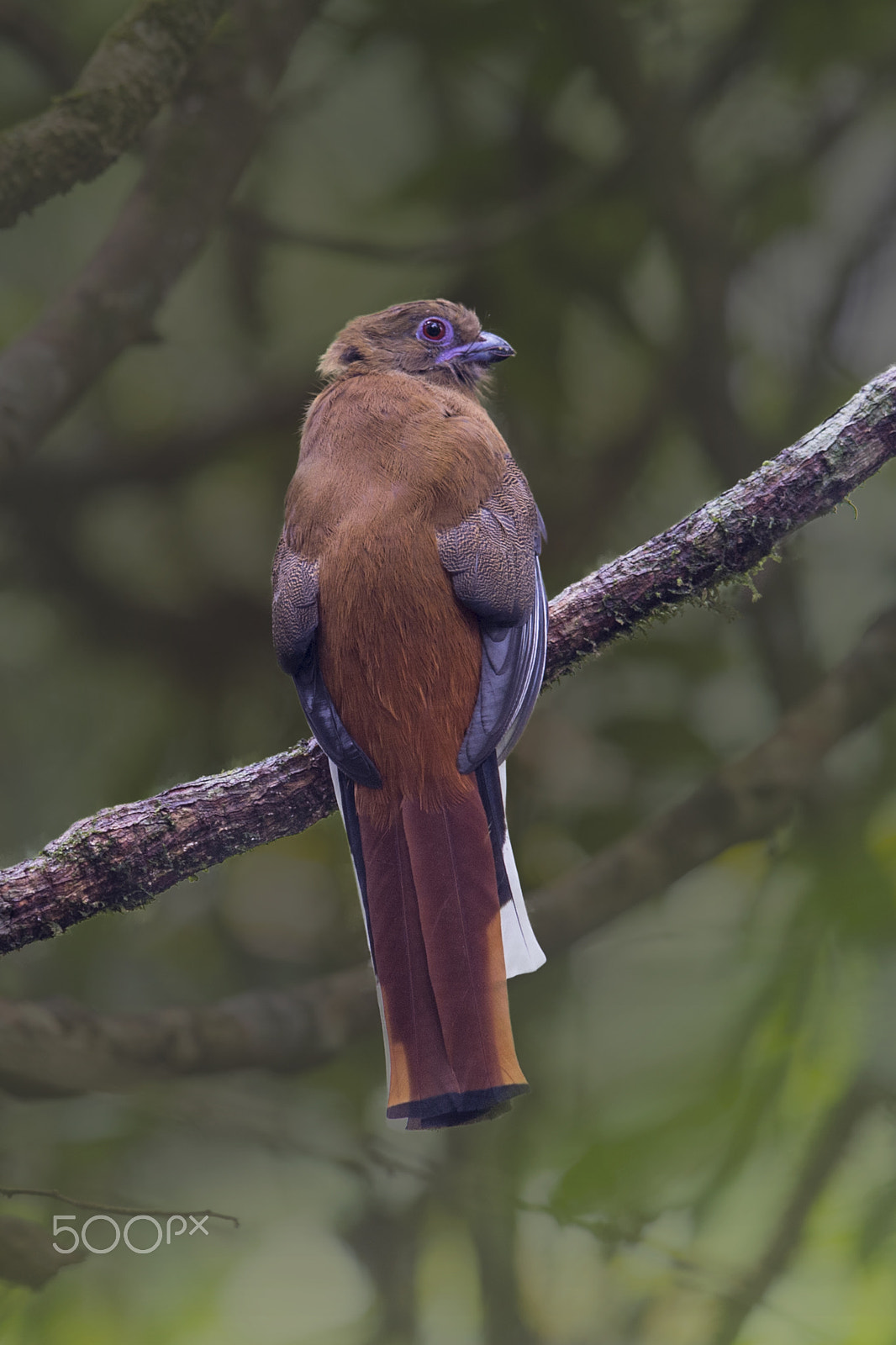 Nikon D4 sample photo. Red headed trogon (f) photography