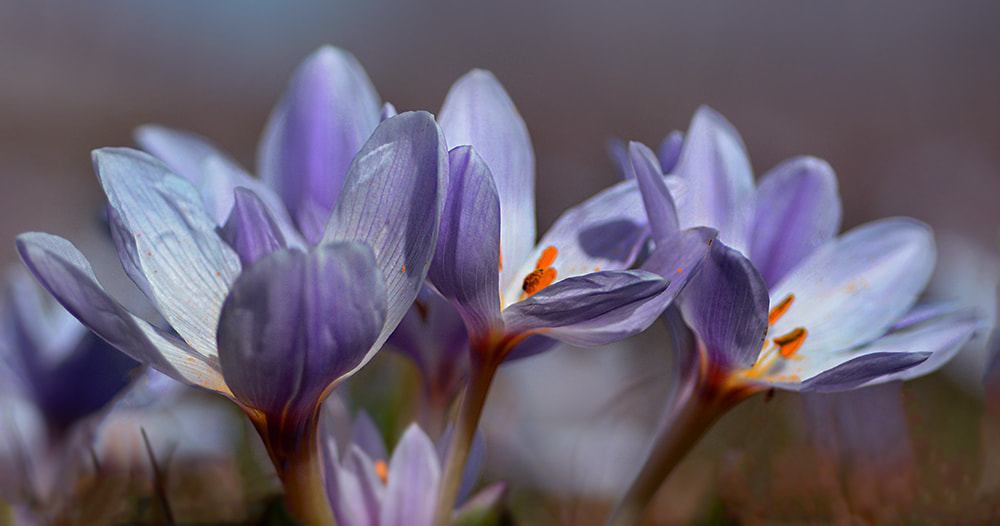 Nikon D7100 + Nikon AF Micro-Nikkor 60mm F2.8D sample photo. Yabani çiçek photography