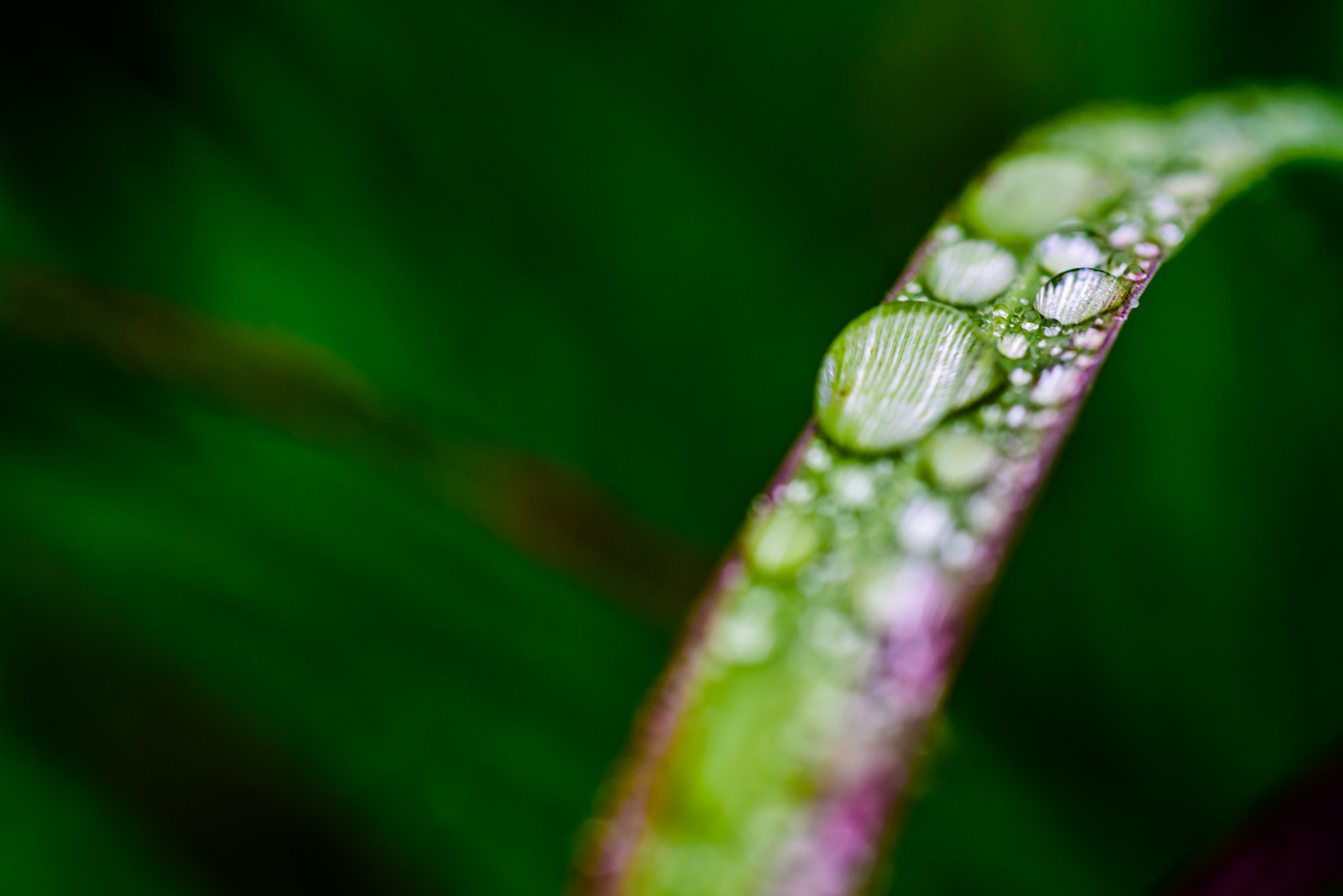 Nikon D750 + AF Micro-Nikkor 60mm f/2.8 sample photo. After the rain photography