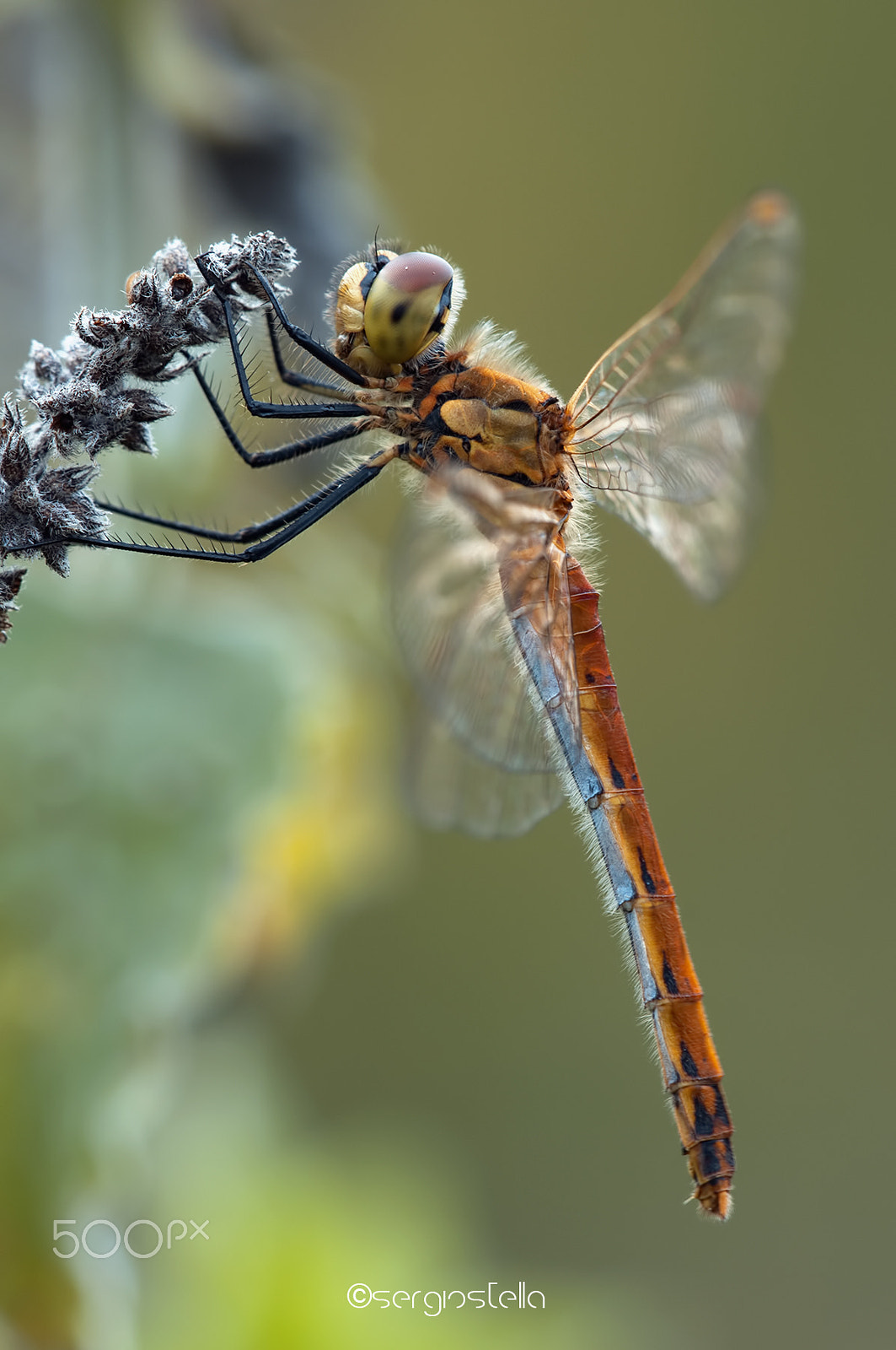 Sigma 150mm F2.8 EX DG Macro HSM sample photo. Sympetrum depressiusculum photography