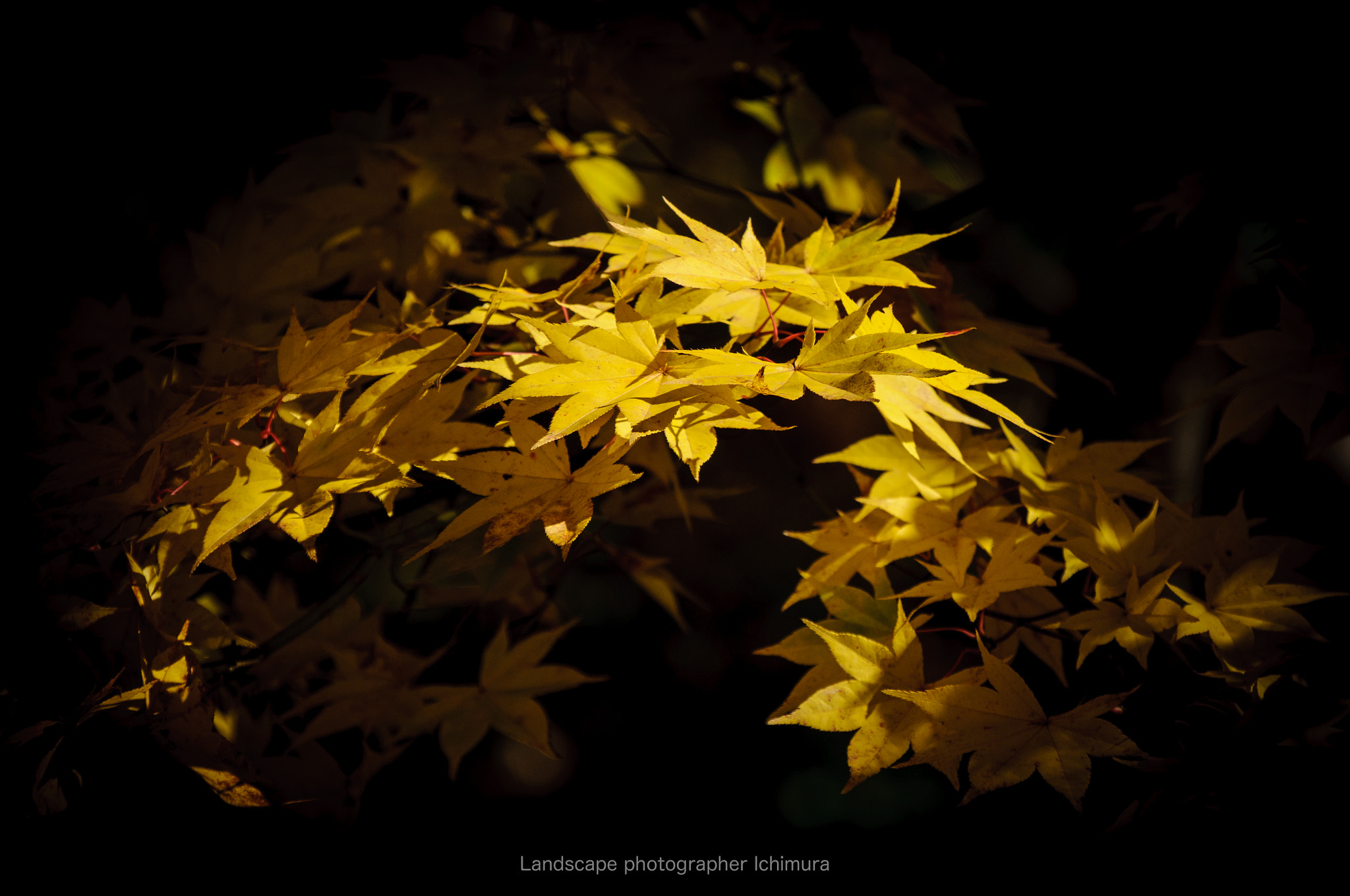 Nikon D300 sample photo. Yellow leaf photography
