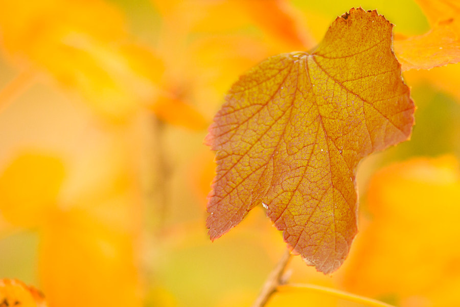 Canon EF 300mm F4L IS USM sample photo. Herbst photography