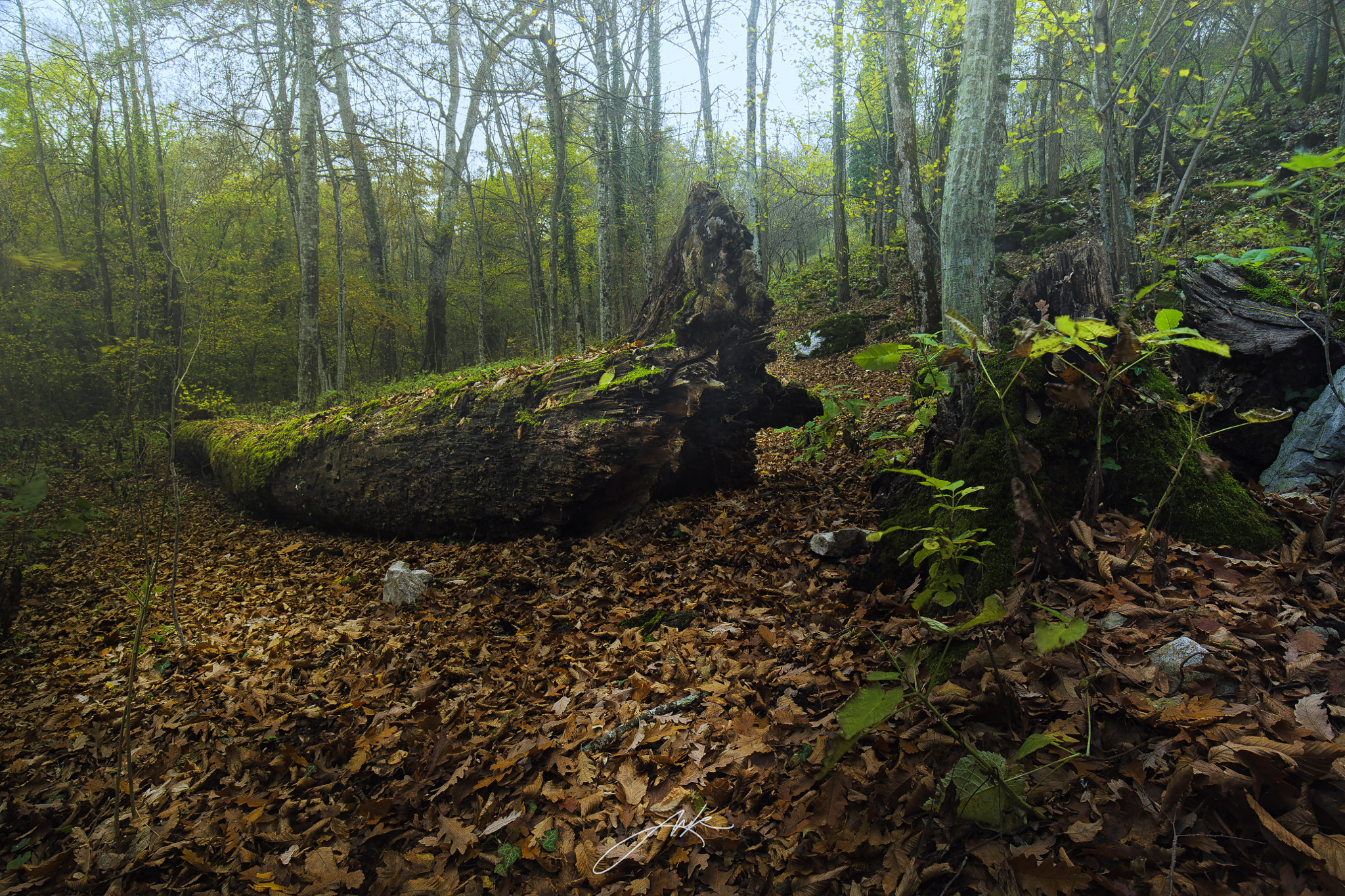 Canon EOS-1Ds Mark III sample photo. Tree debris photography