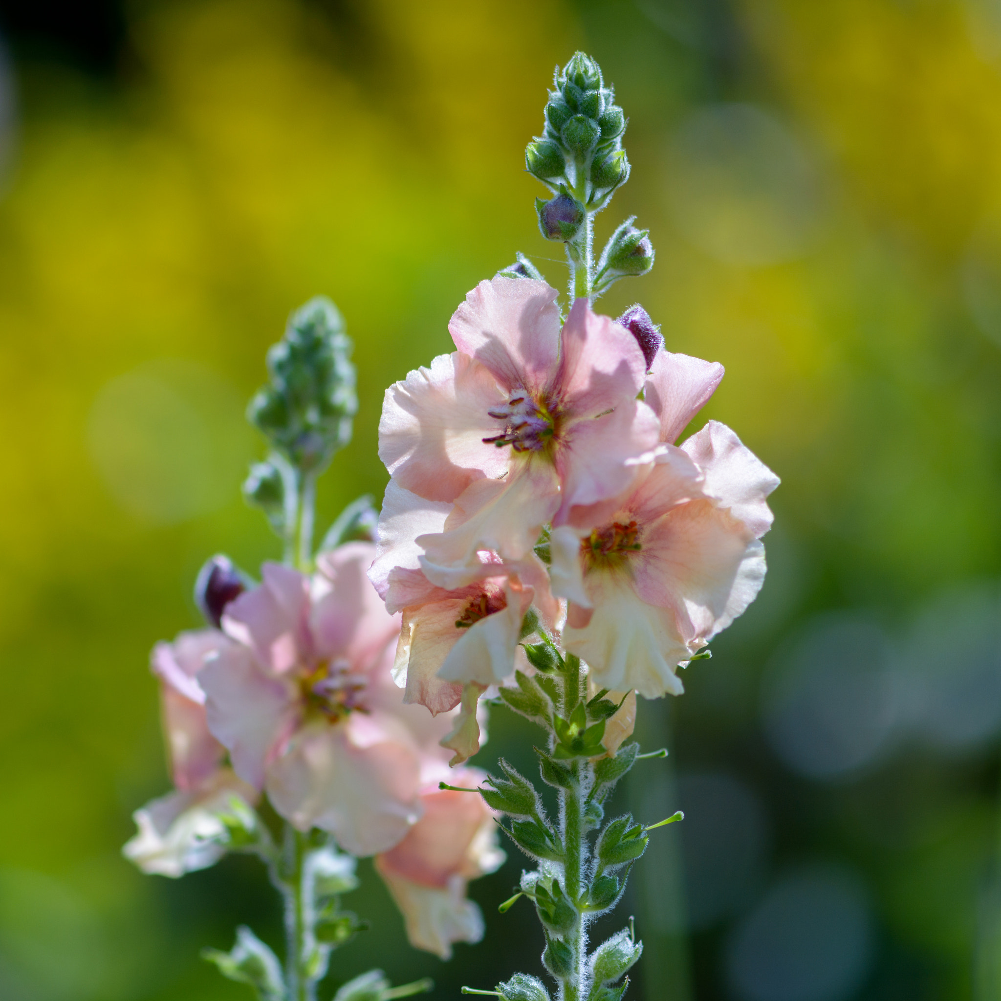 Nikon AF-S Micro-Nikkor 105mm F2.8G IF-ED VR sample photo. Matthiola incana blooming in an english garden photography