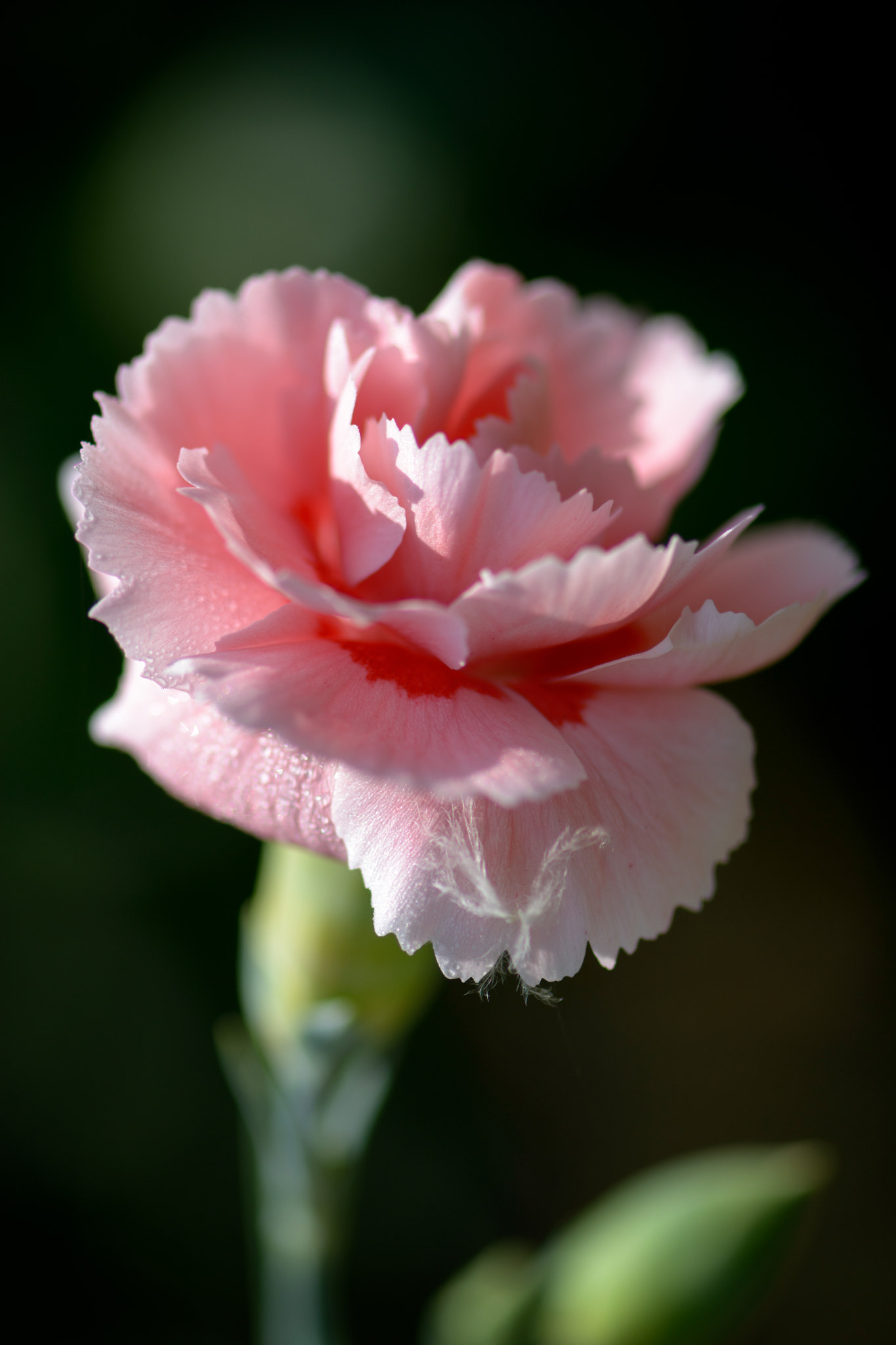 Nikon AF-S Micro-Nikkor 105mm F2.8G IF-ED VR sample photo. Pink carnation floering in an english garden photography
