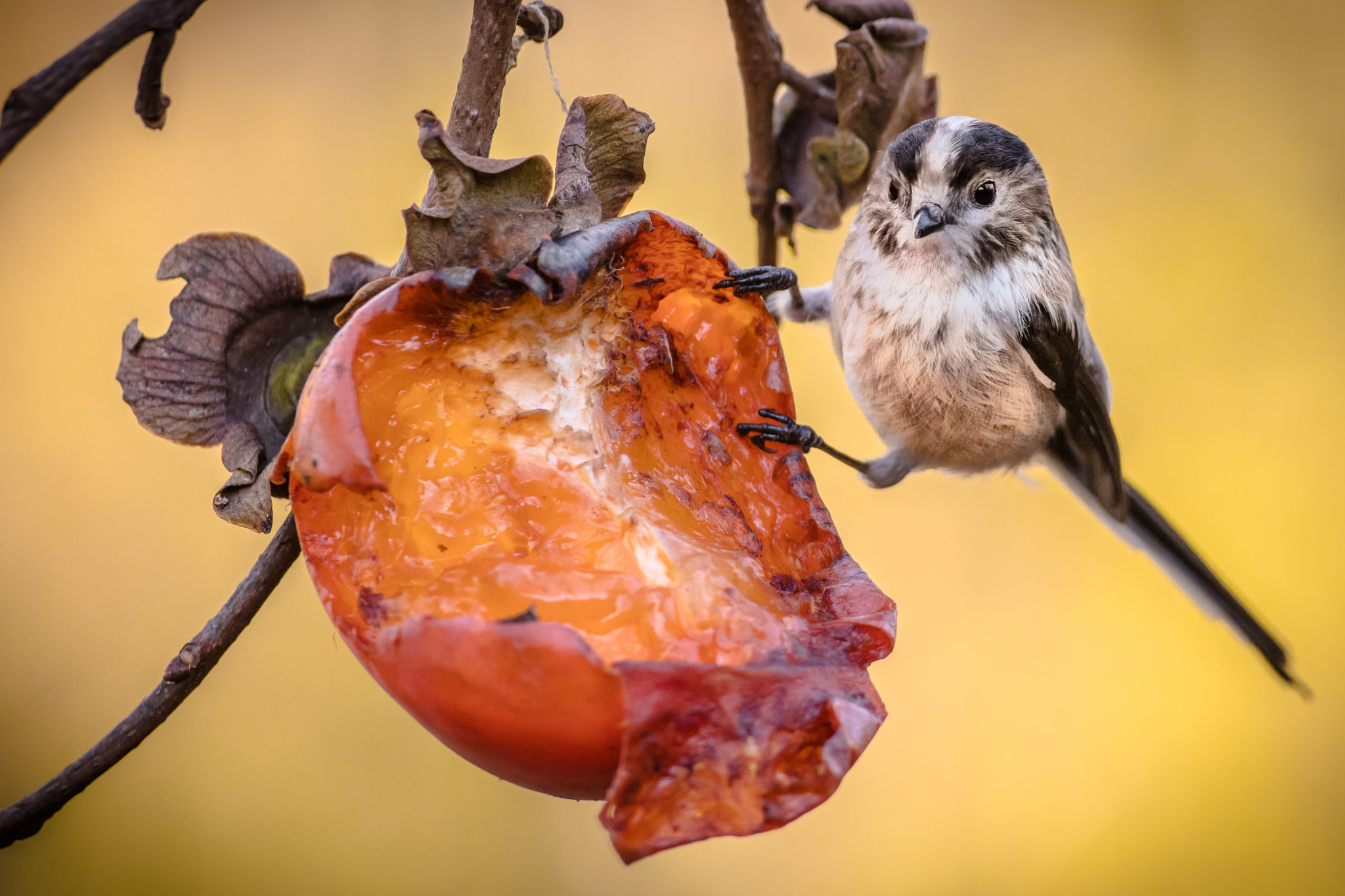 Canon EOS 5DS R + Canon EF 500mm F4L IS USM sample photo. Eat more fruit! photography