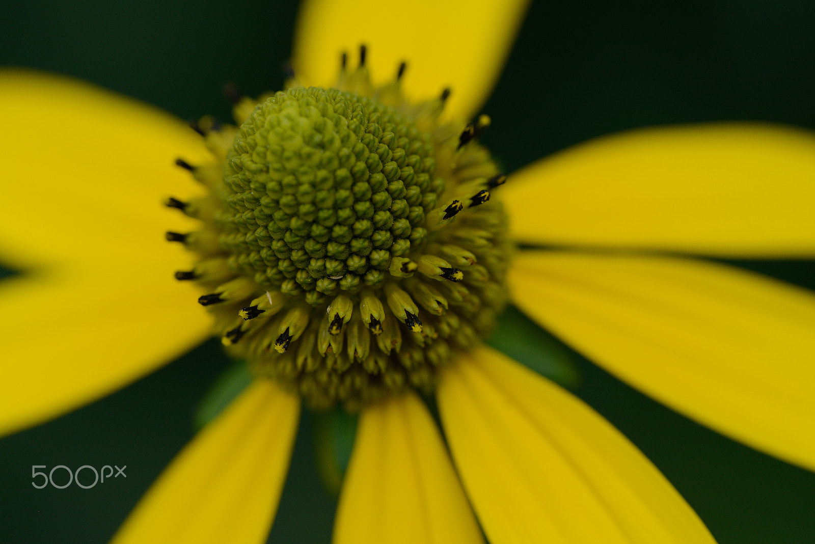 Nikon D800 sample photo. Yellow summer photography