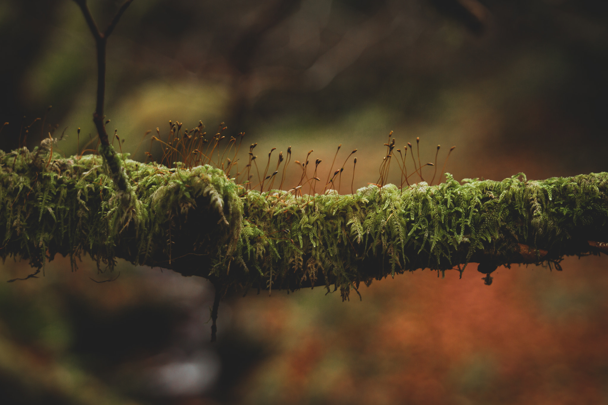 Canon EF 24-105mm F3.5-5.6 IS STM sample photo. Growth in decay photography