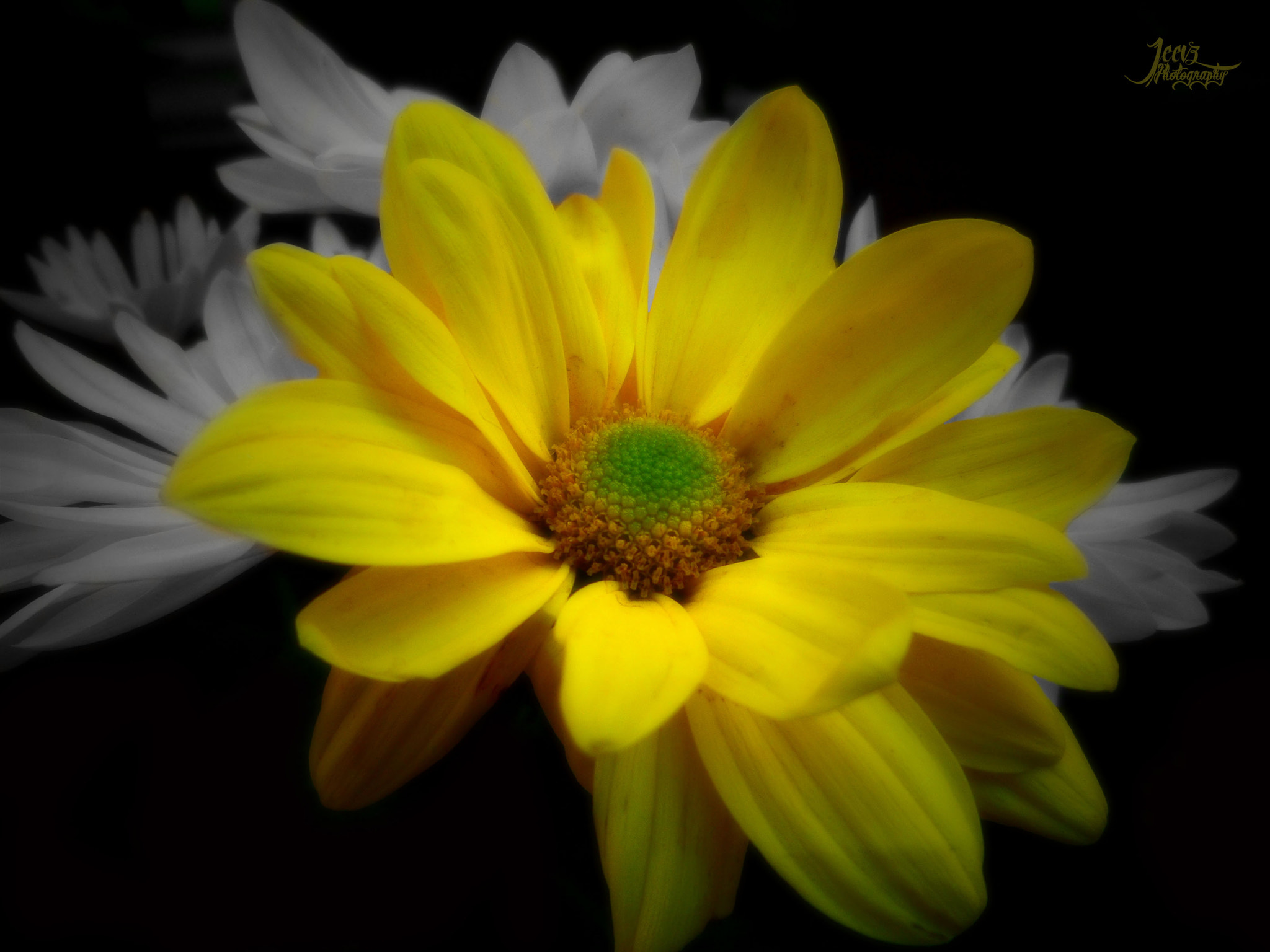 Samsung PL120,PL121 / VLUU PL120,PL121 sample photo. The yellow flower photography