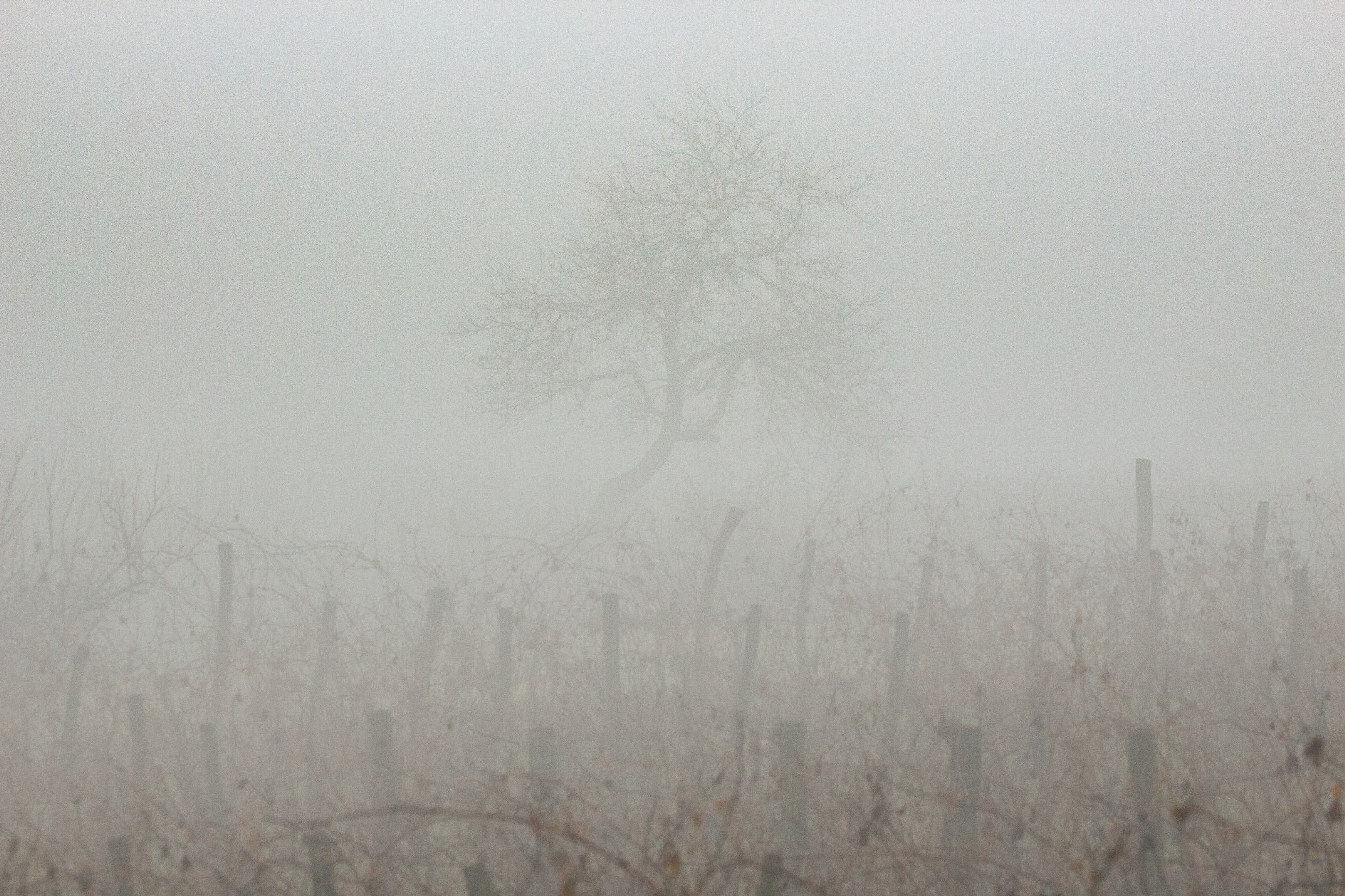 150-600mm F5-6.3 DG OS HSM | Contemporary 015 sample photo. Foggy morning photography