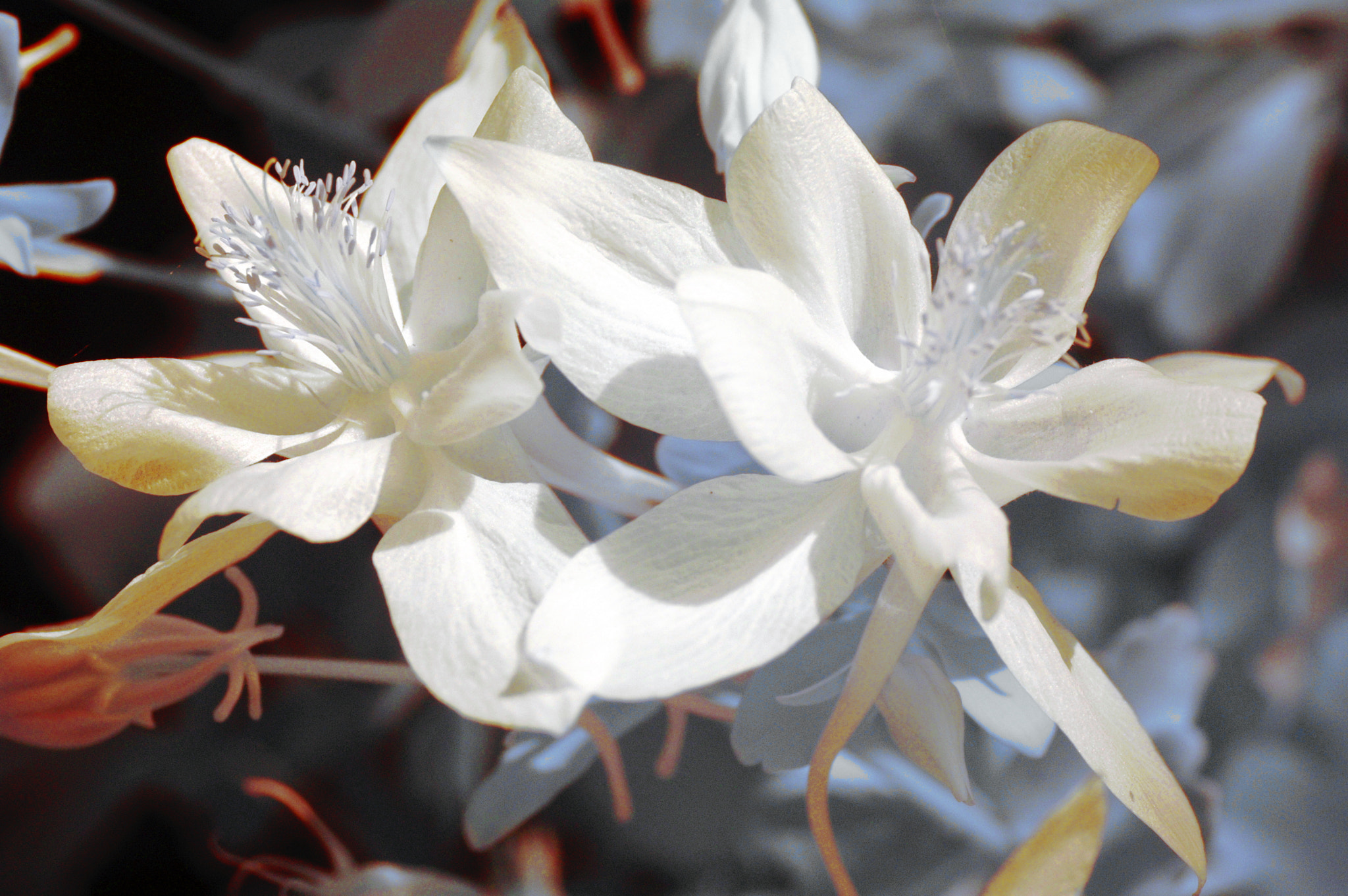 Nikon D70s sample photo. Flower ir photography