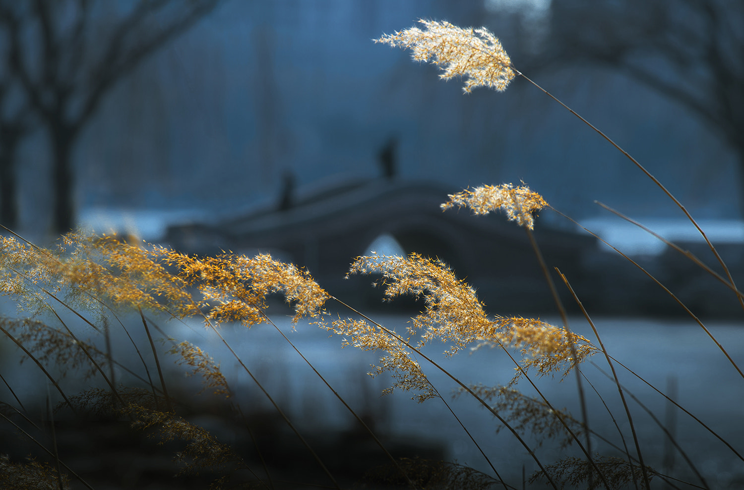Nikon AF-S Nikkor 70-200mm F4G ED VR sample photo. Reed photography