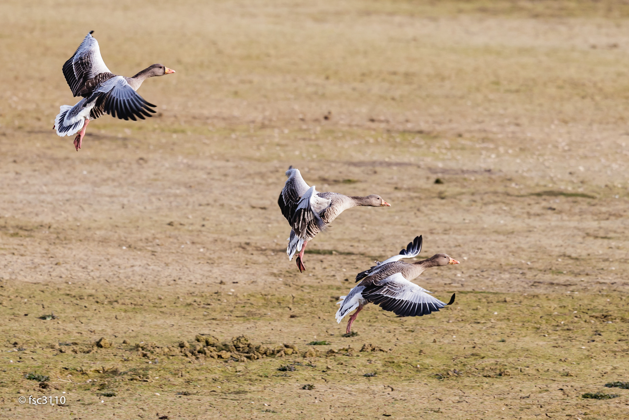 Canon EF 500mm F4L IS II USM sample photo. Greylag gooses beginning landing photography